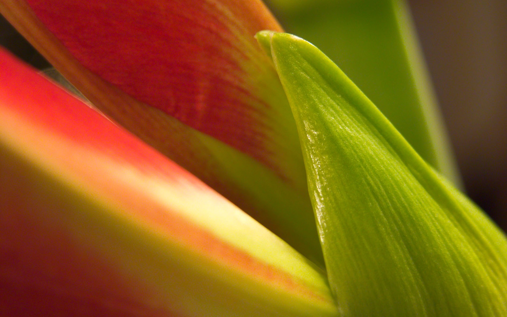 Fondos de Exteriores Flores fotografía #13 - 1920x1200