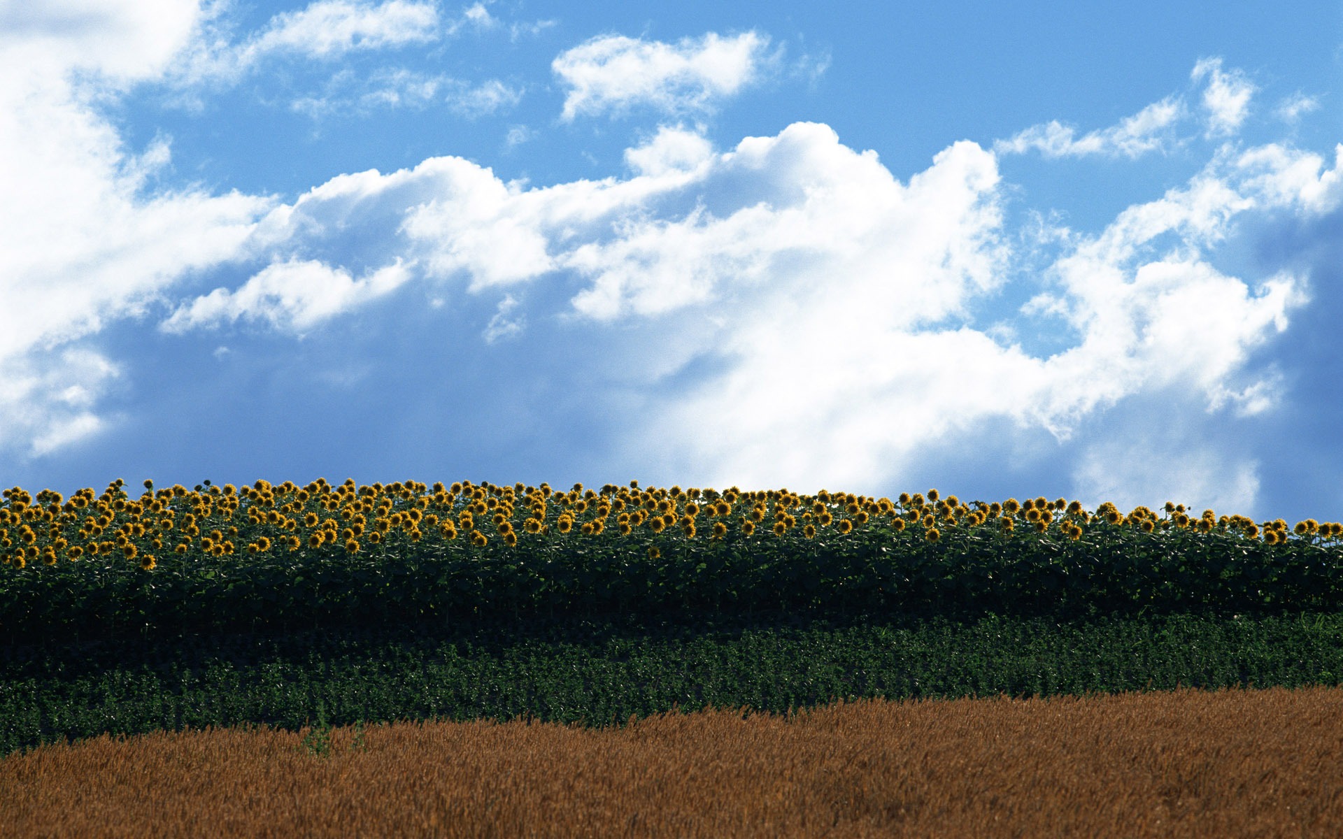 Blue sky sunflower Widescreen Wallpaper #20 - 1920x1200