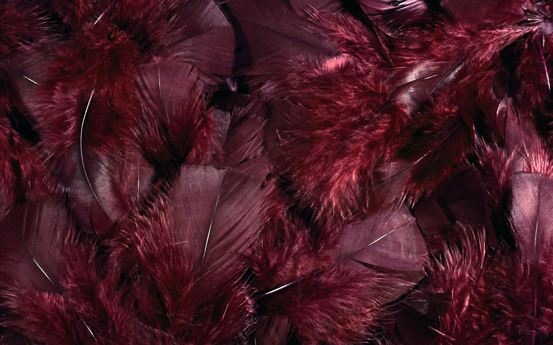Цветной крыльев перо макро обои (1) #10 - 1920x1200