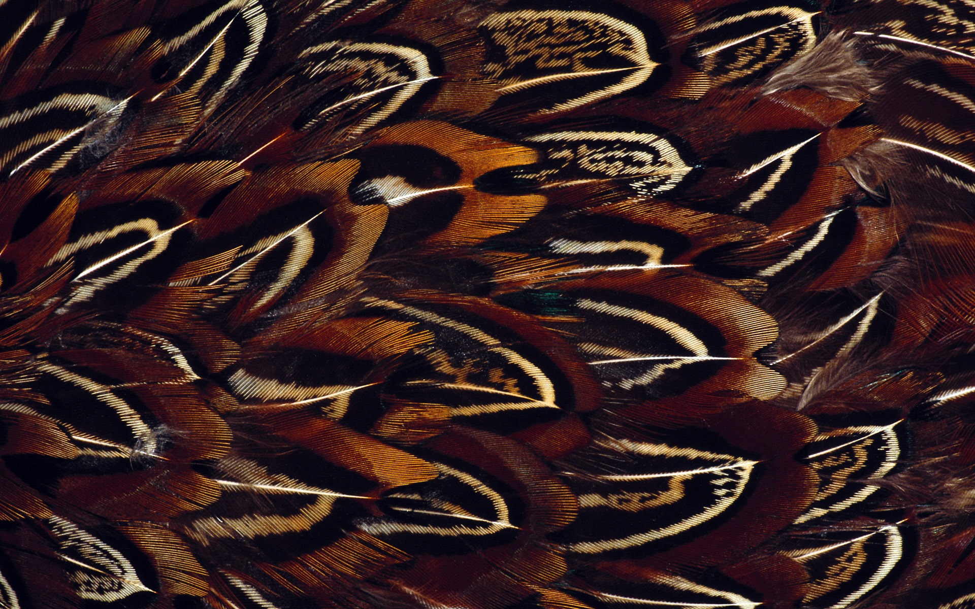 화려한 깃털 날개 클로즈업 벽지 (1) #13 - 1920x1200