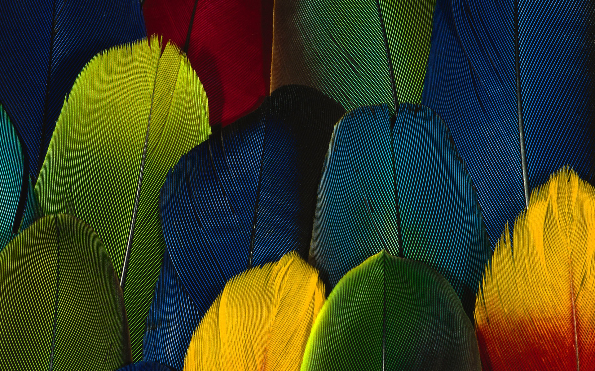 ailes de plumes colorées fond d'écran en gros plan (1) #20 - 1920x1200