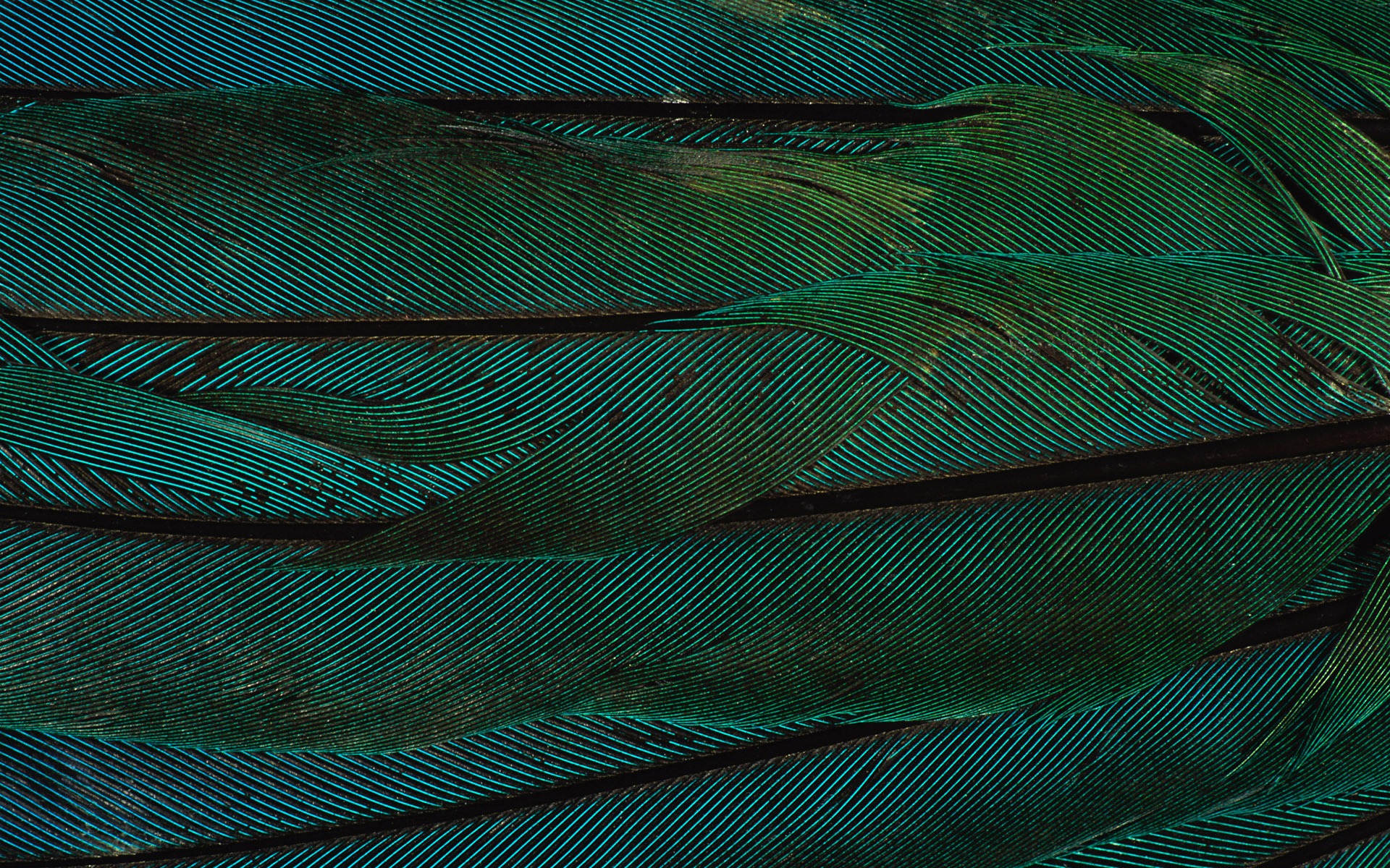 Цветной крыльев перо макро обои (2) #10 - 1920x1200