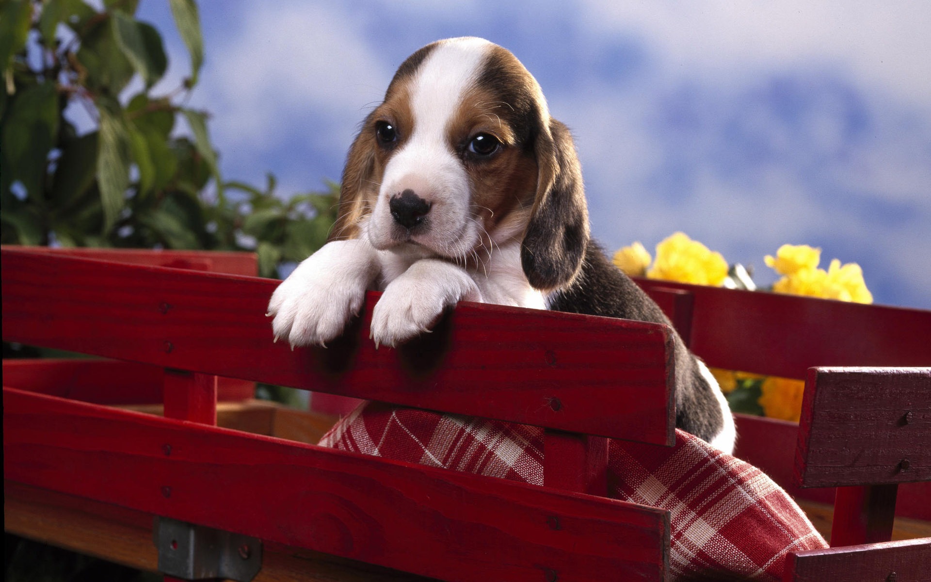 Puppy Photo HD wallpapers (7) #17 - 1920x1200