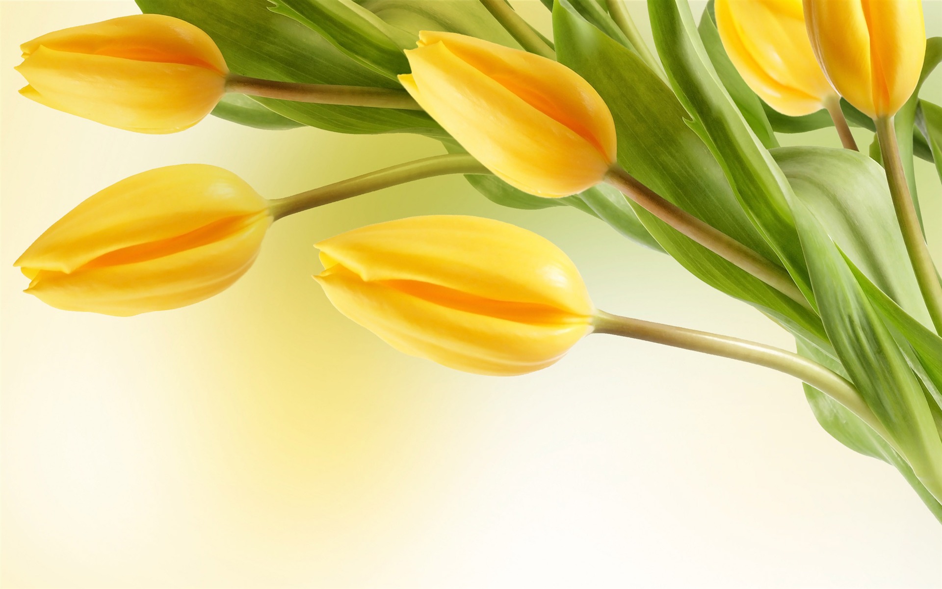 Velký tulipán tapetu (2) #5 - 1920x1200