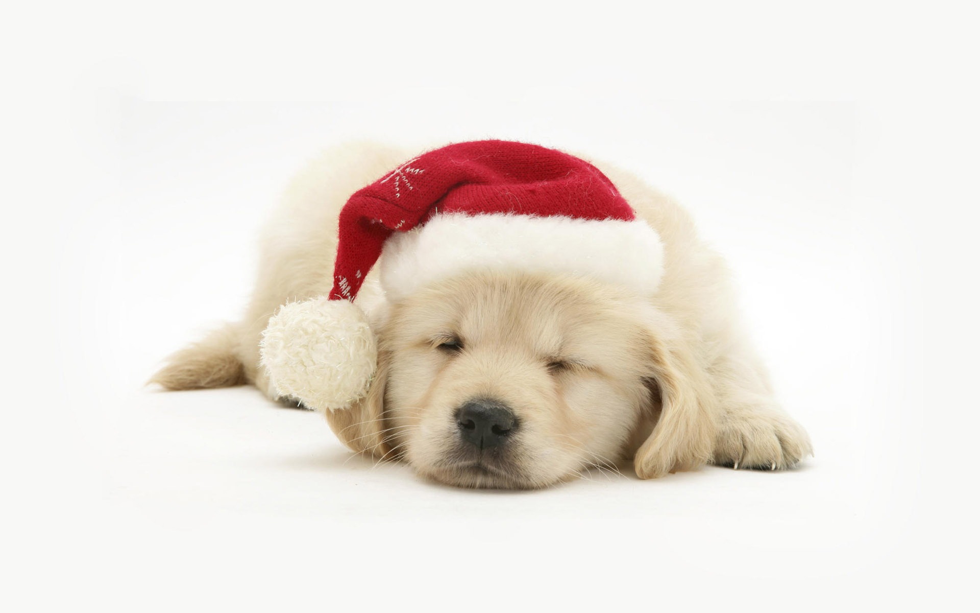 Puppy Photo HD wallpapers (8) #3 - 1920x1200