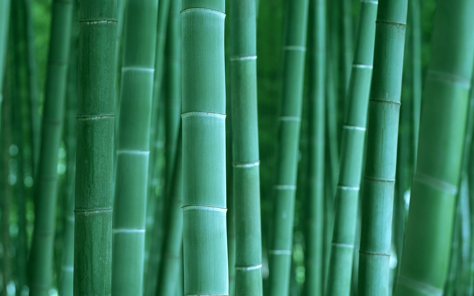 Verde álbumes fondo de pantalla de bambú #2 - 1920x1200