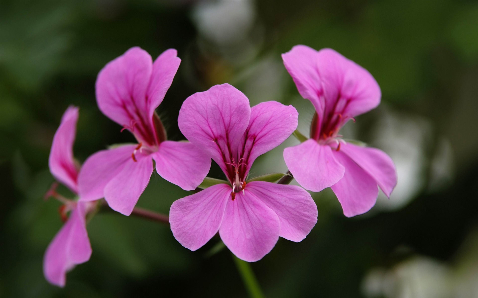 北京花卉大觀園隨拍(螺紋鋼作品) #4 - 1920x1200