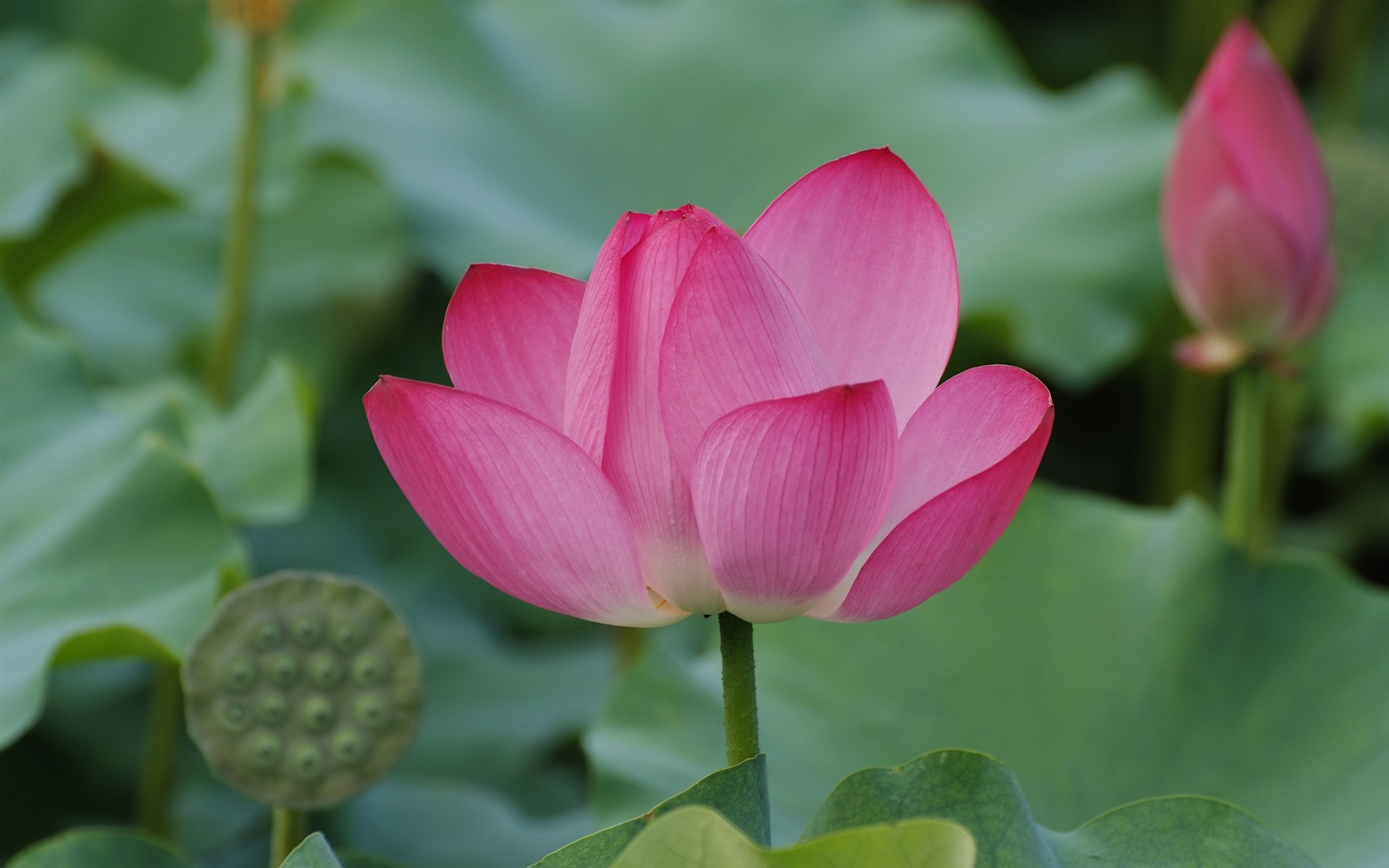Rose Garden de la Lotus (œuvres des barres d'armature) #8 - 1920x1200
