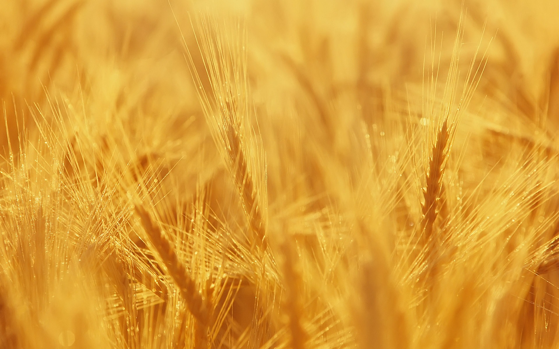 Wheat wallpaper (3) #8 - 1920x1200