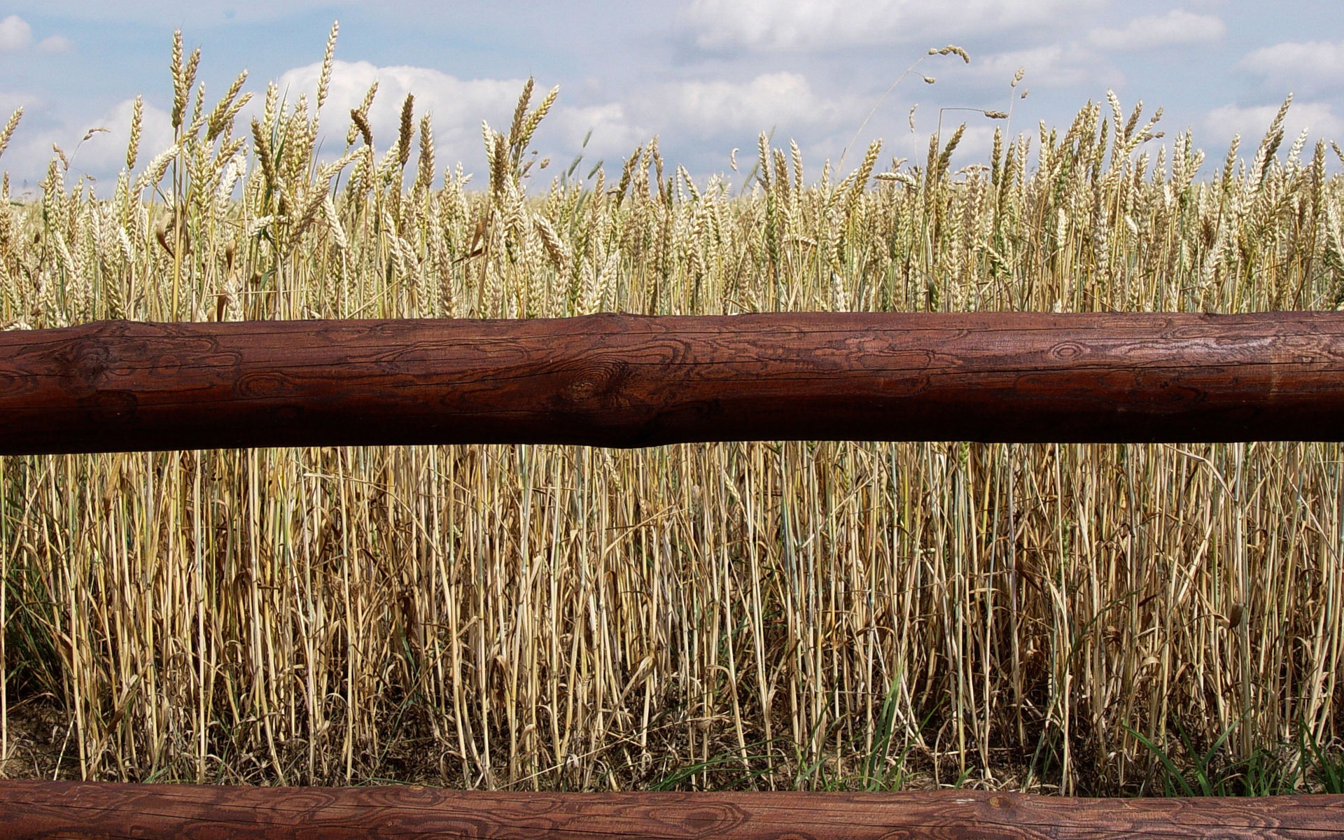 Wheat wallpaper (3) #11 - 1920x1200