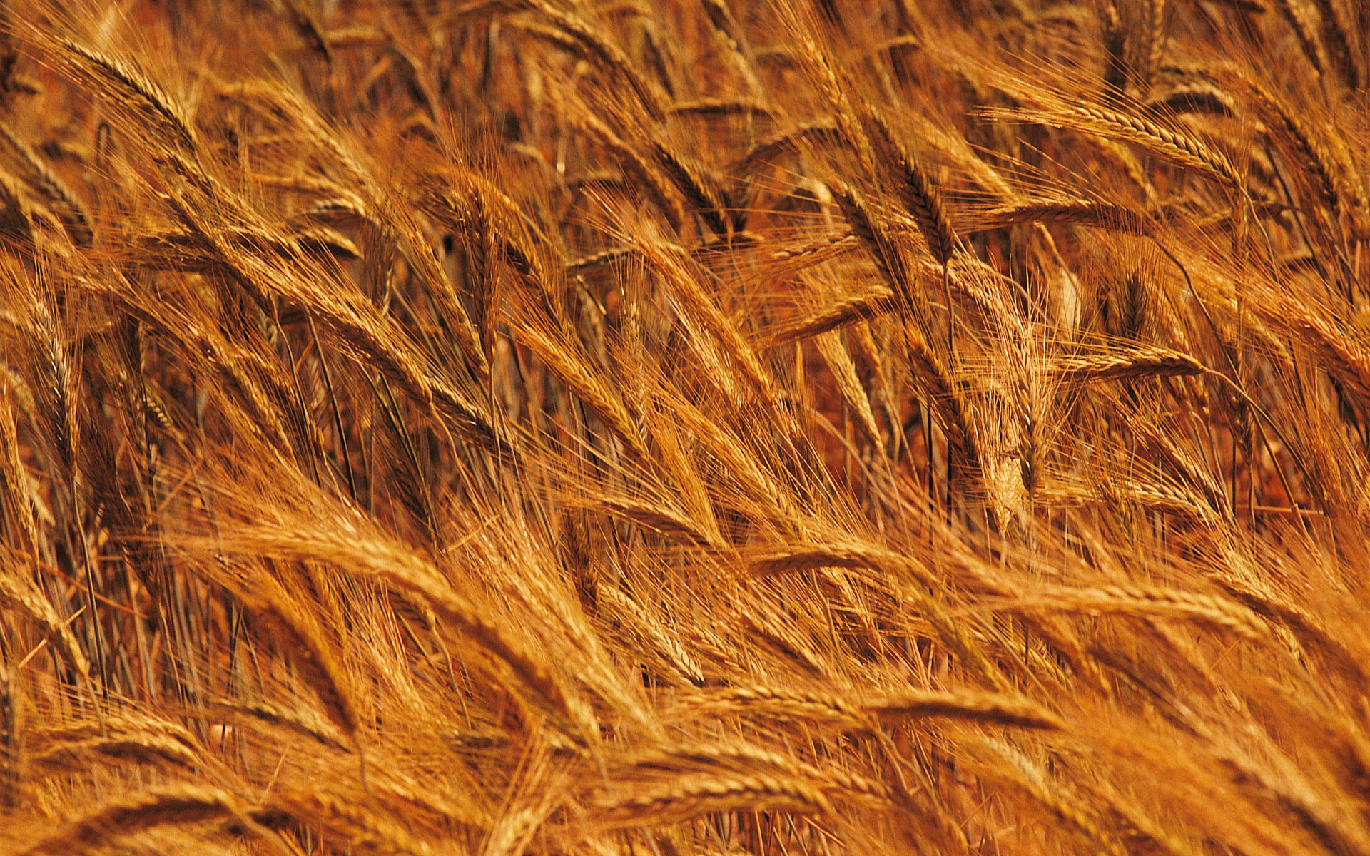 小麦の壁紙 (4) #4 - 1920x1200