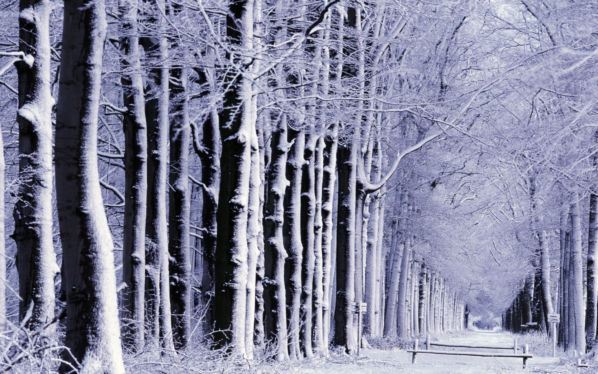 Sníh širokoúhlý tapety (1) #18 - 1920x1200