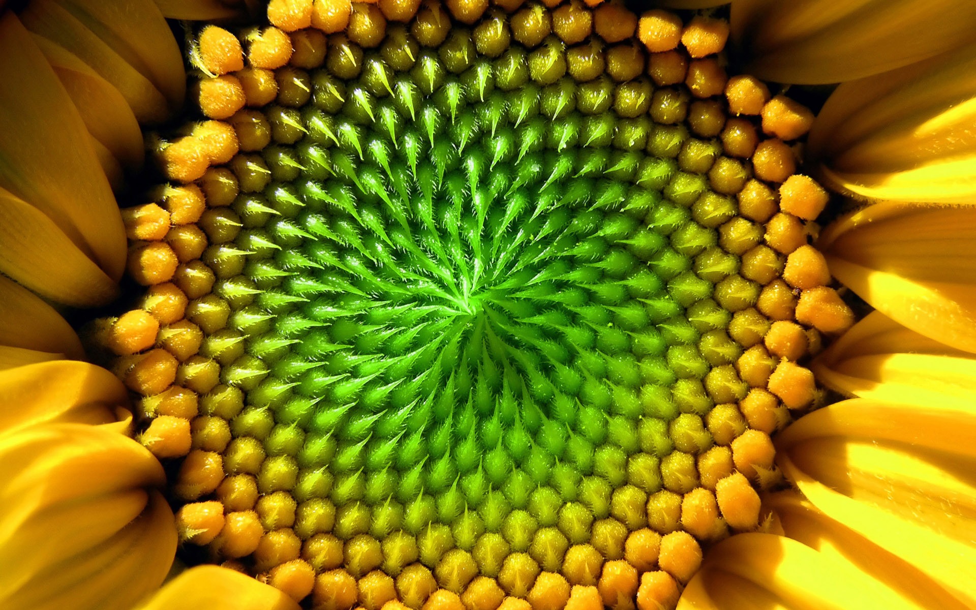 Hermoso fondo de pantalla de girasol close-up (2) #8 - 1920x1200