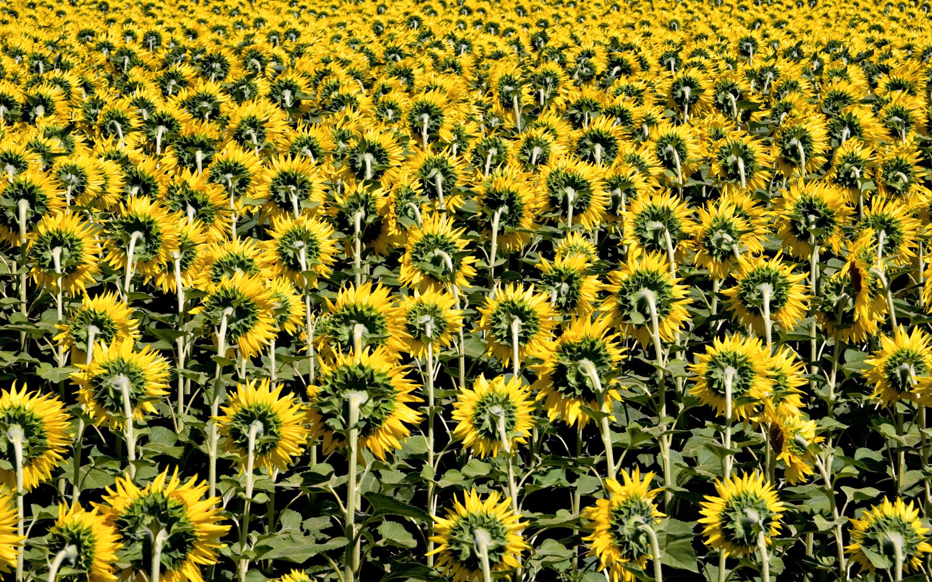 Hermoso fondo de pantalla de girasol close-up (2) #17 - 1920x1200