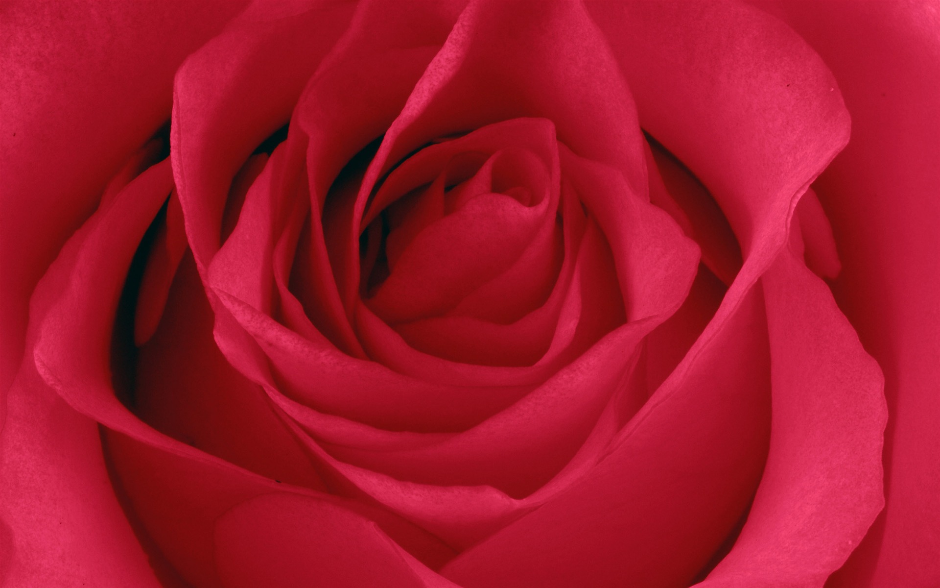 Velké Rose Foto tapety (5) #11 - 1920x1200