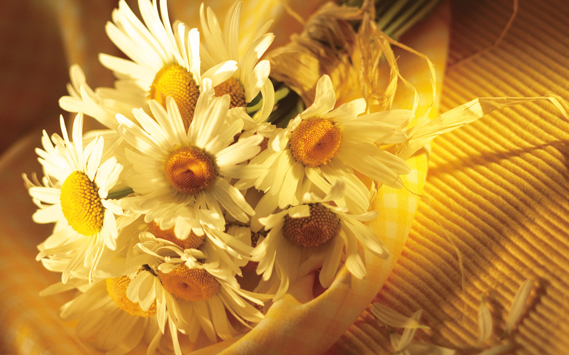 Širokoúhlý tapety květiny close-up (15) #6 - 1920x1200