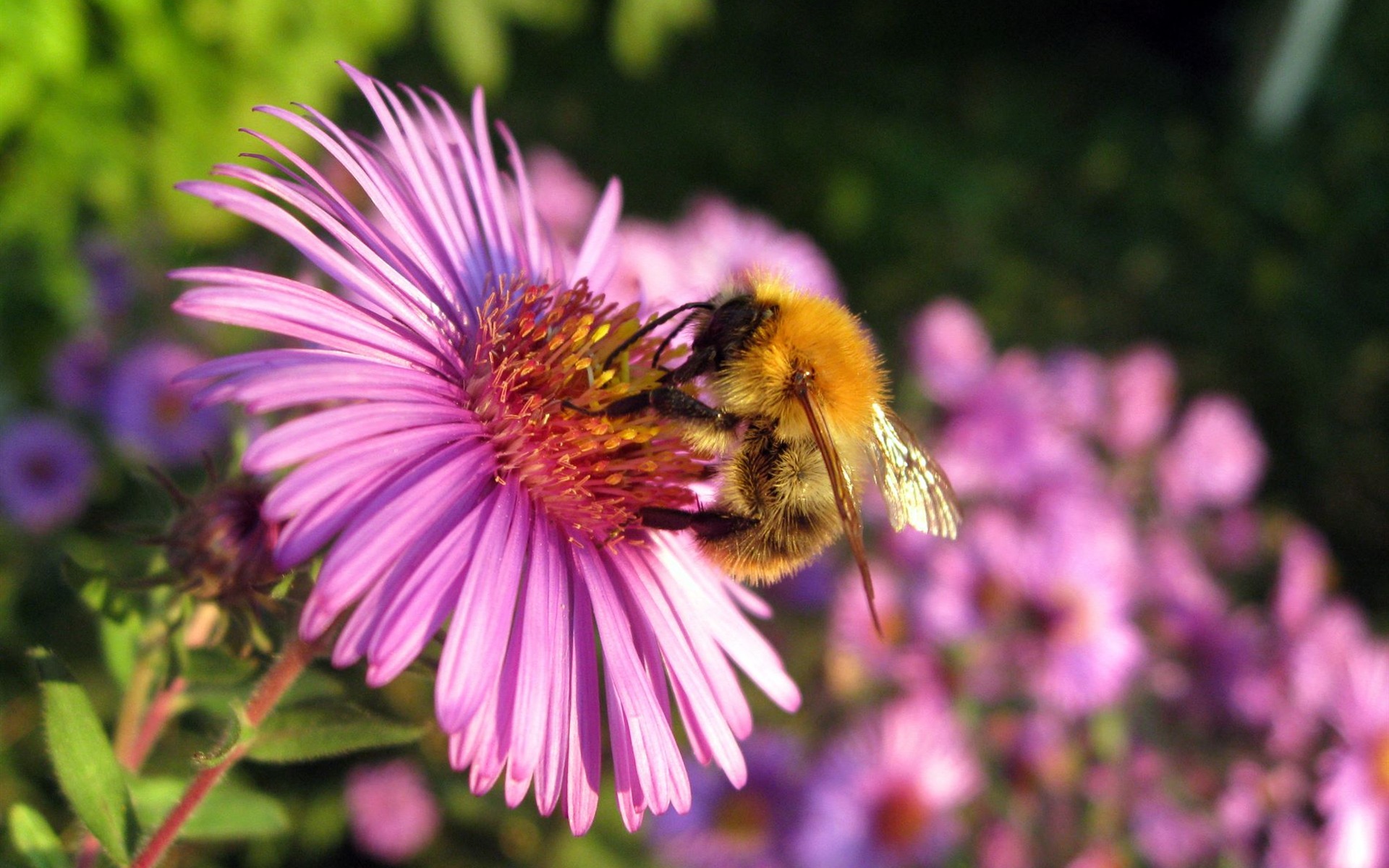 Aster Flowers 紫菀花 壁纸专辑7 - 1920x1200