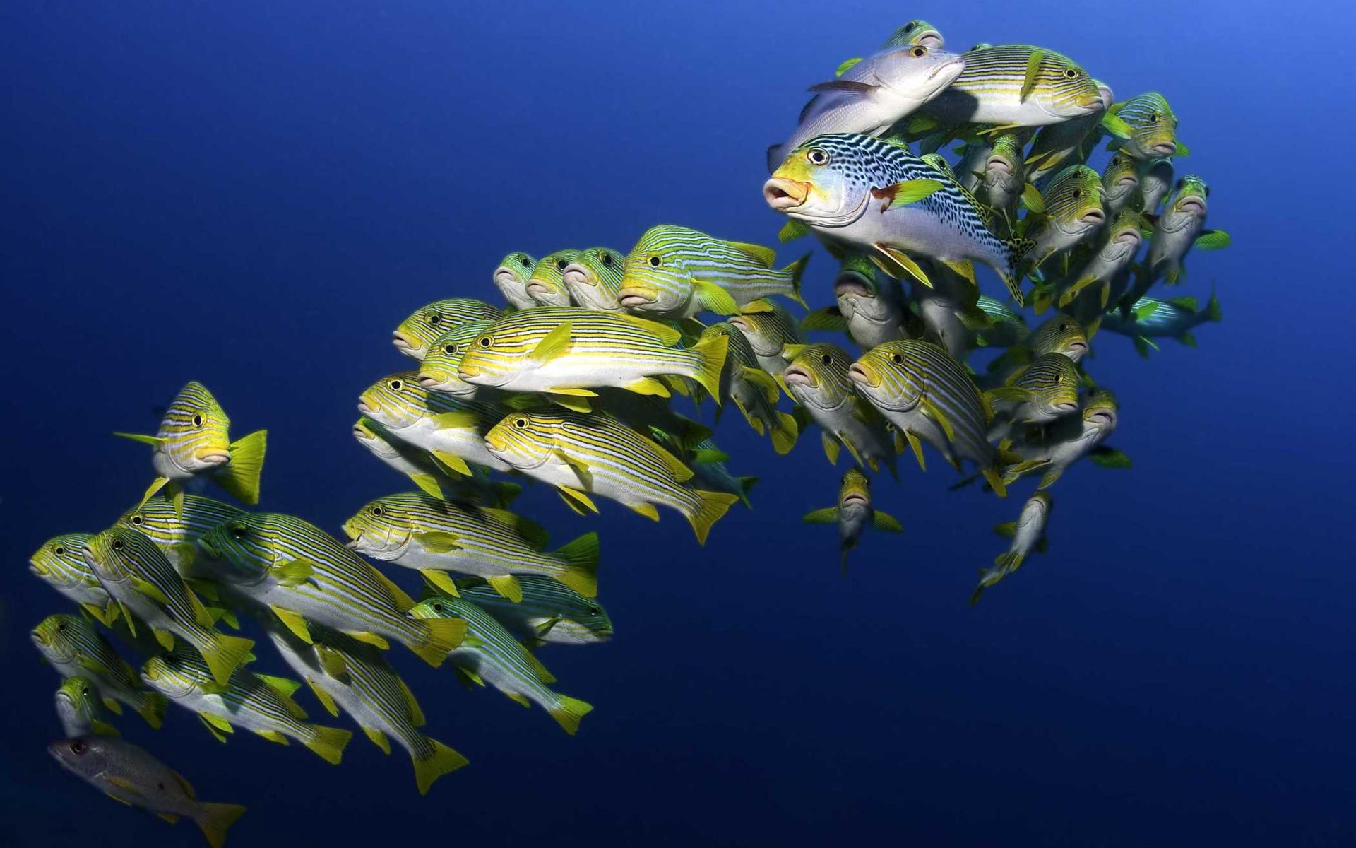 Under the Sea 3D HD wallpaper #25 - 1920x1200