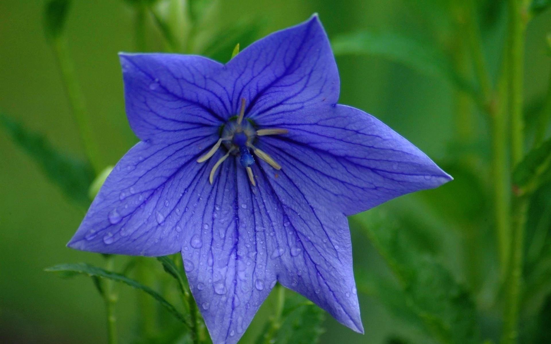 fleurs fond d'écran Widescreen close-up (21) #14 - 1920x1200