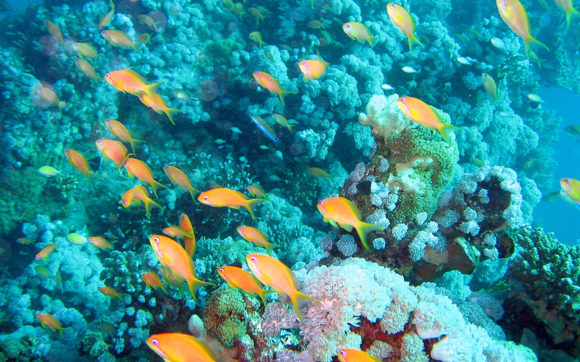 Fun Underwater World (4) #1 - 1920x1200