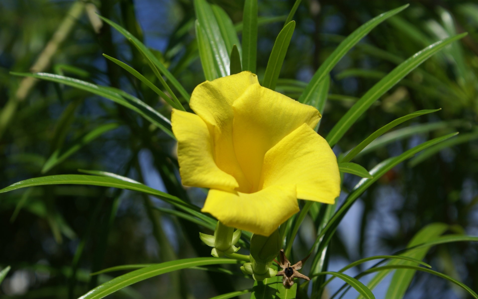 ワイドスクリーンの壁紙の花に近い(27)を開く #6 - 1920x1200