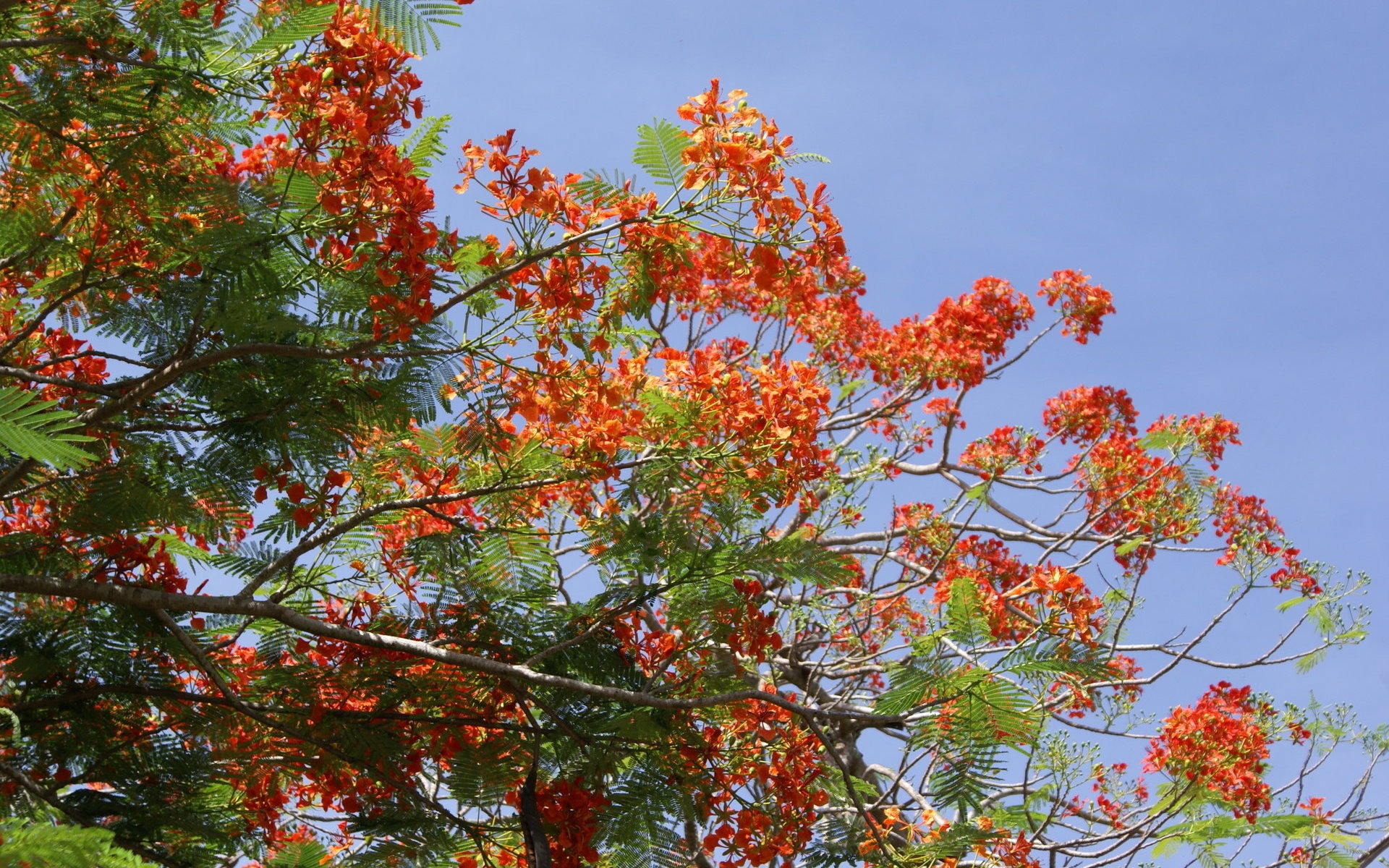 ワイドスクリーンの壁紙の花に近い(27)を開く #20 - 1920x1200