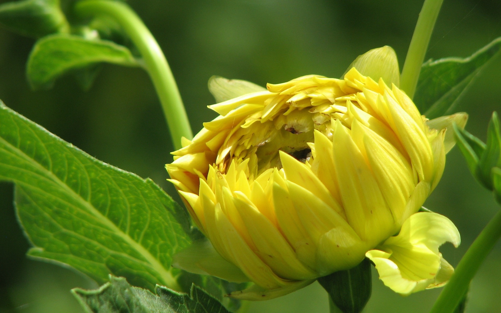 Dahlia fleurs wallpaper HD (2) #2 - 1920x1200