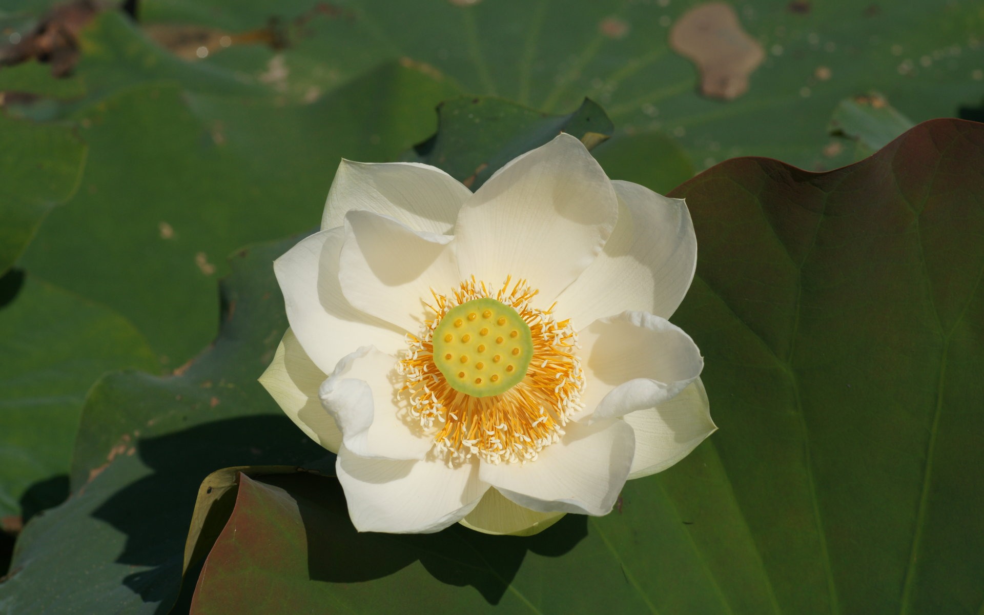 Lotus Fototapete (1) #13 - 1920x1200