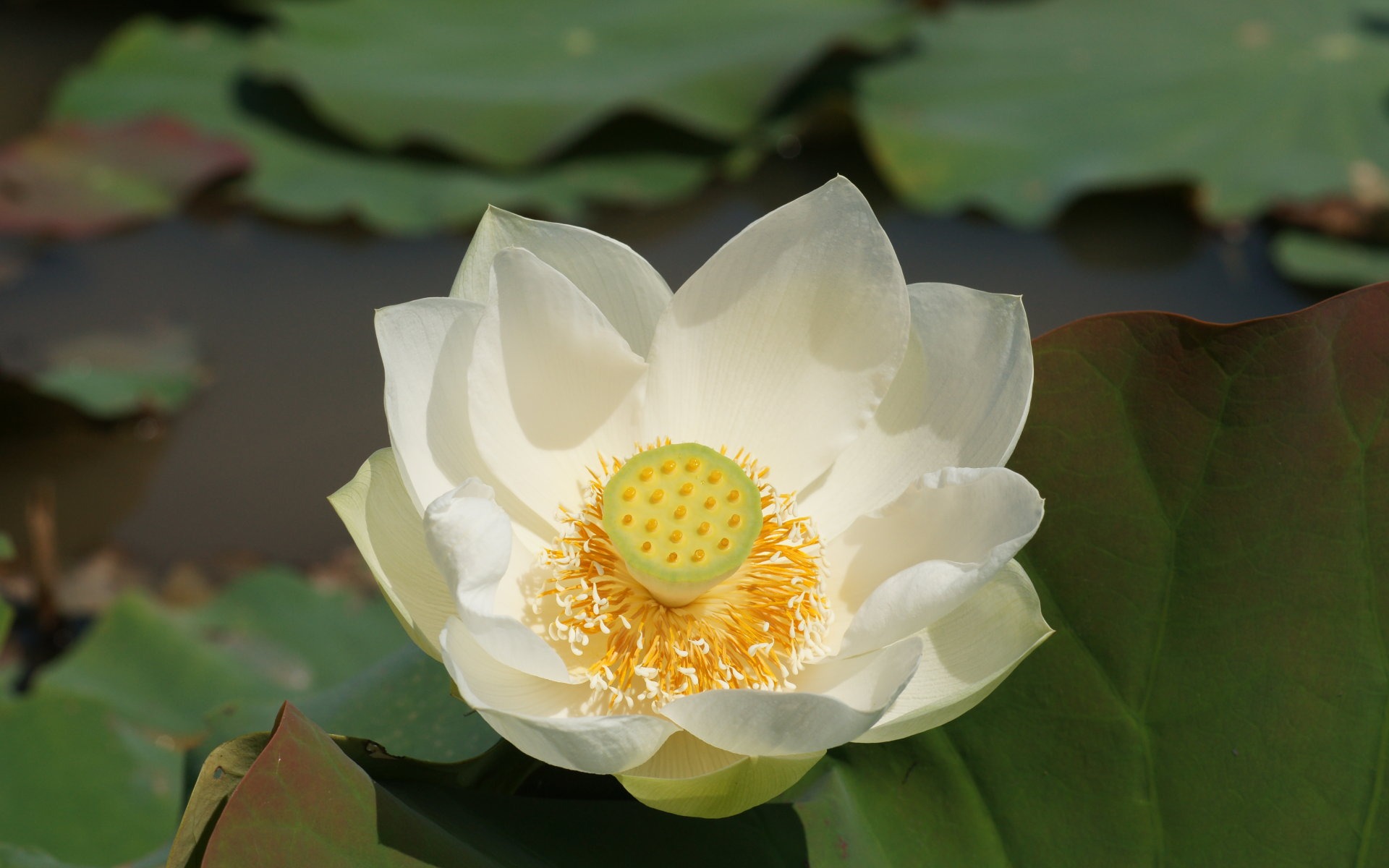 Lotus фото обои (1) #18 - 1920x1200