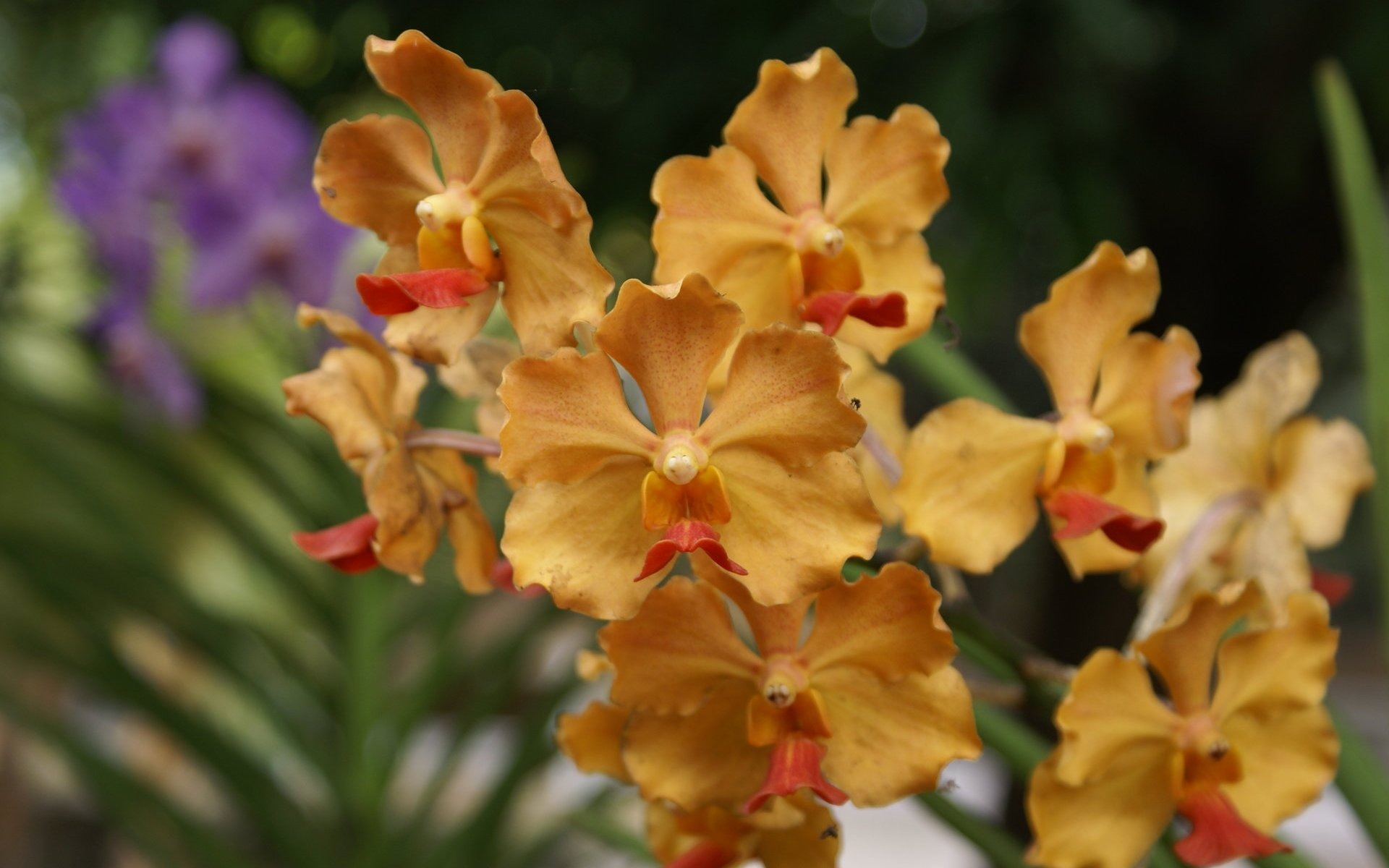 Орхидея обои фото (2) #5 - 1920x1200