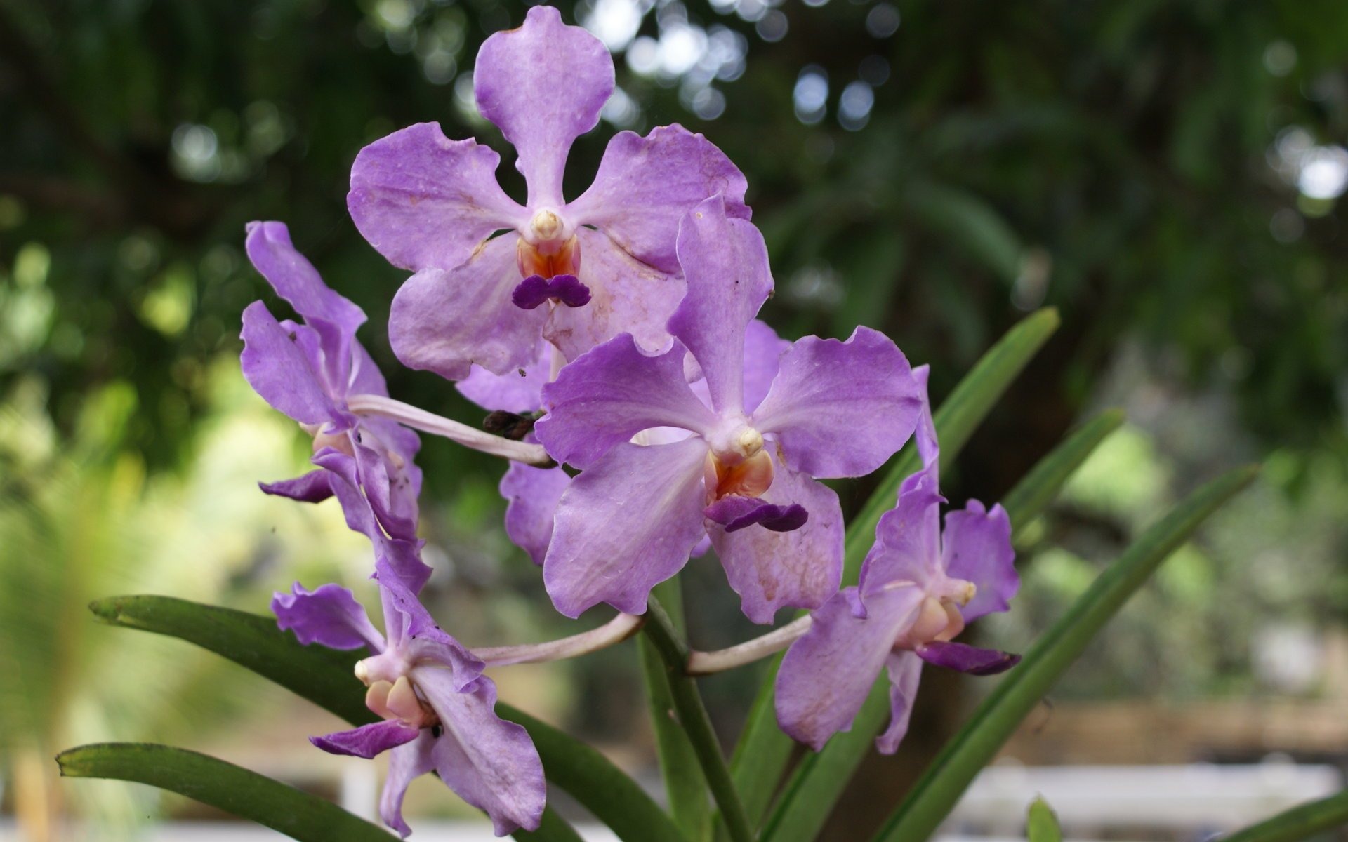 Орхидея обои фото (2) #6 - 1920x1200
