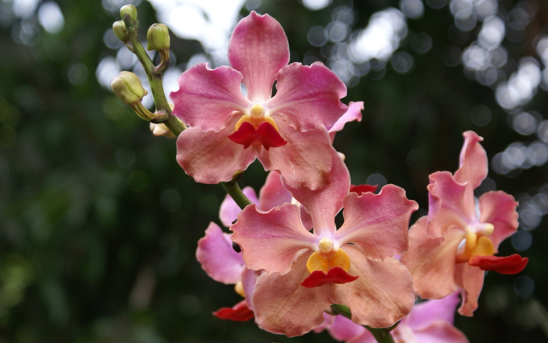 Орхидея обои фото (2) #9 - 1920x1200