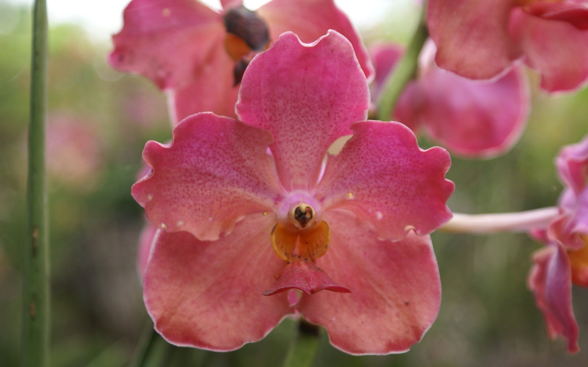 Орхидея обои фото (2) #13 - 1920x1200