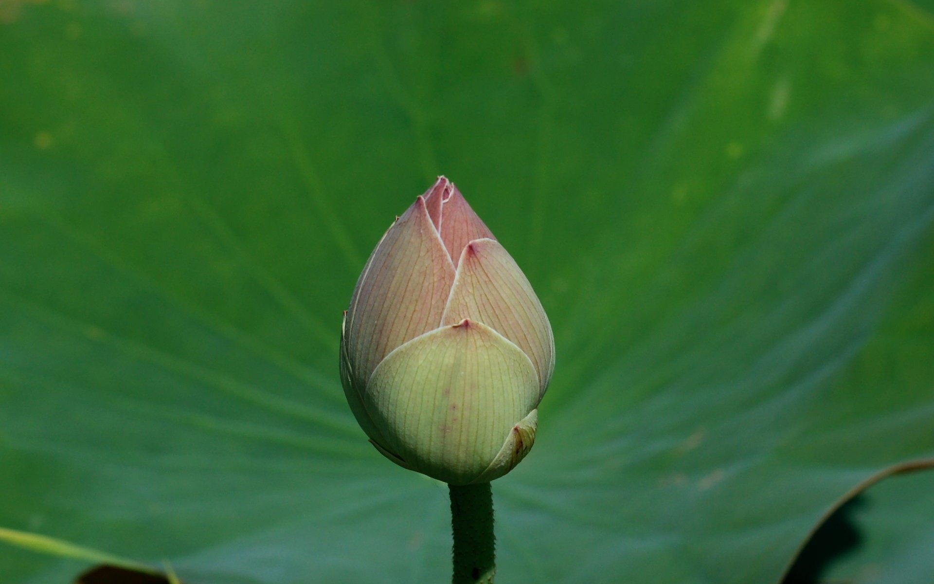 Lotus Fototapete (2) #14 - 1920x1200