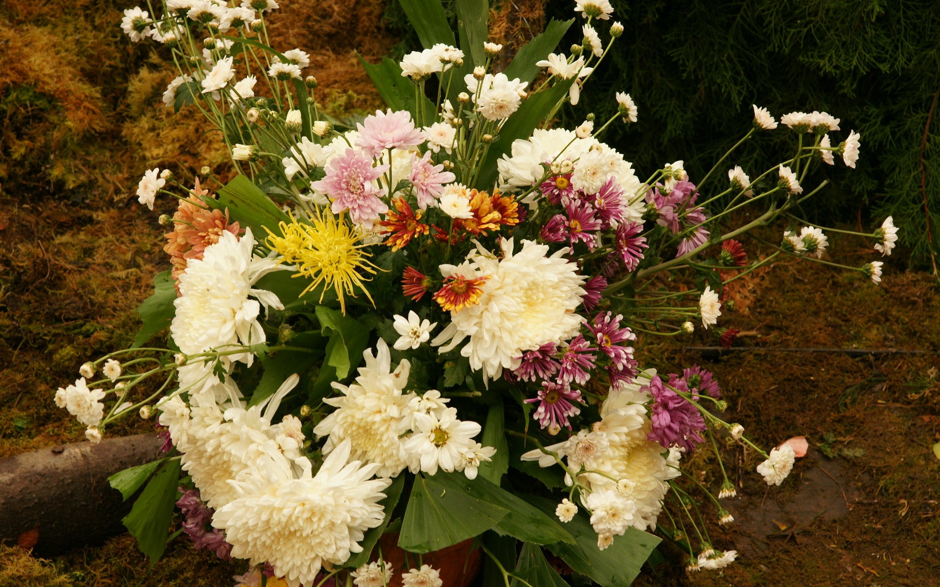 fleurs colorées décorent fond d'écran (3) #1 - 1920x1200