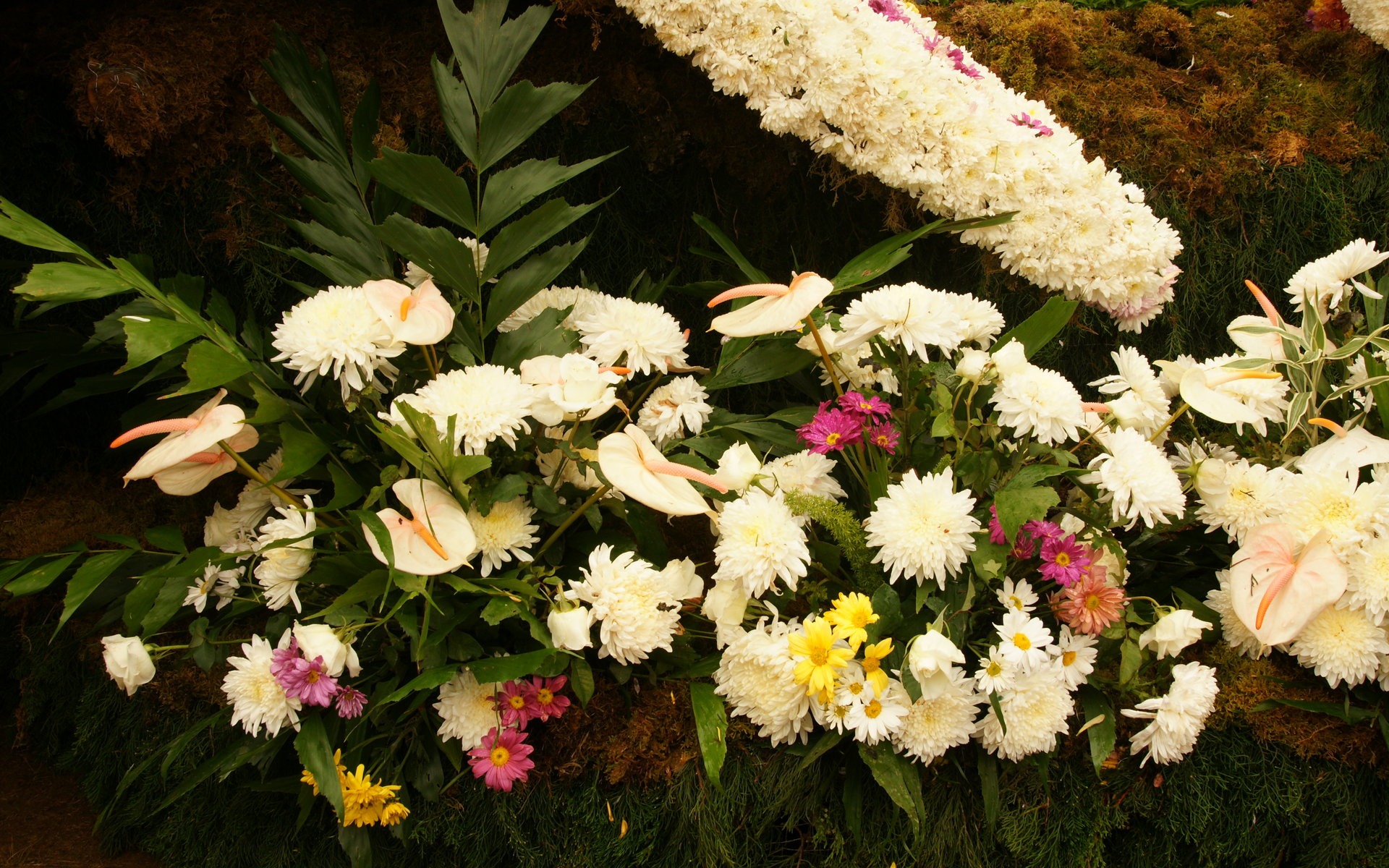fleurs colorées décorent fond d'écran (3) #9 - 1920x1200