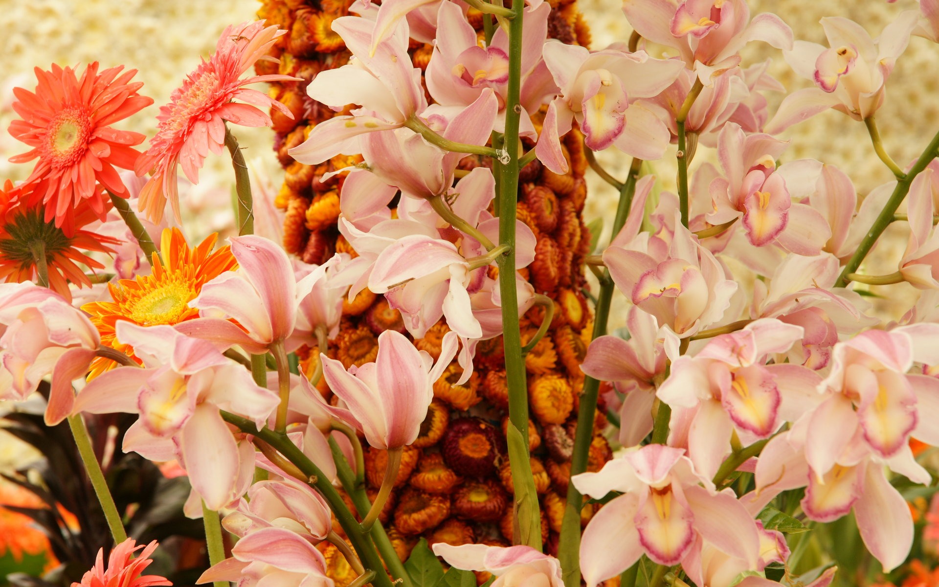 fleurs fond d'écran Widescreen close-up (31) #19 - 1920x1200