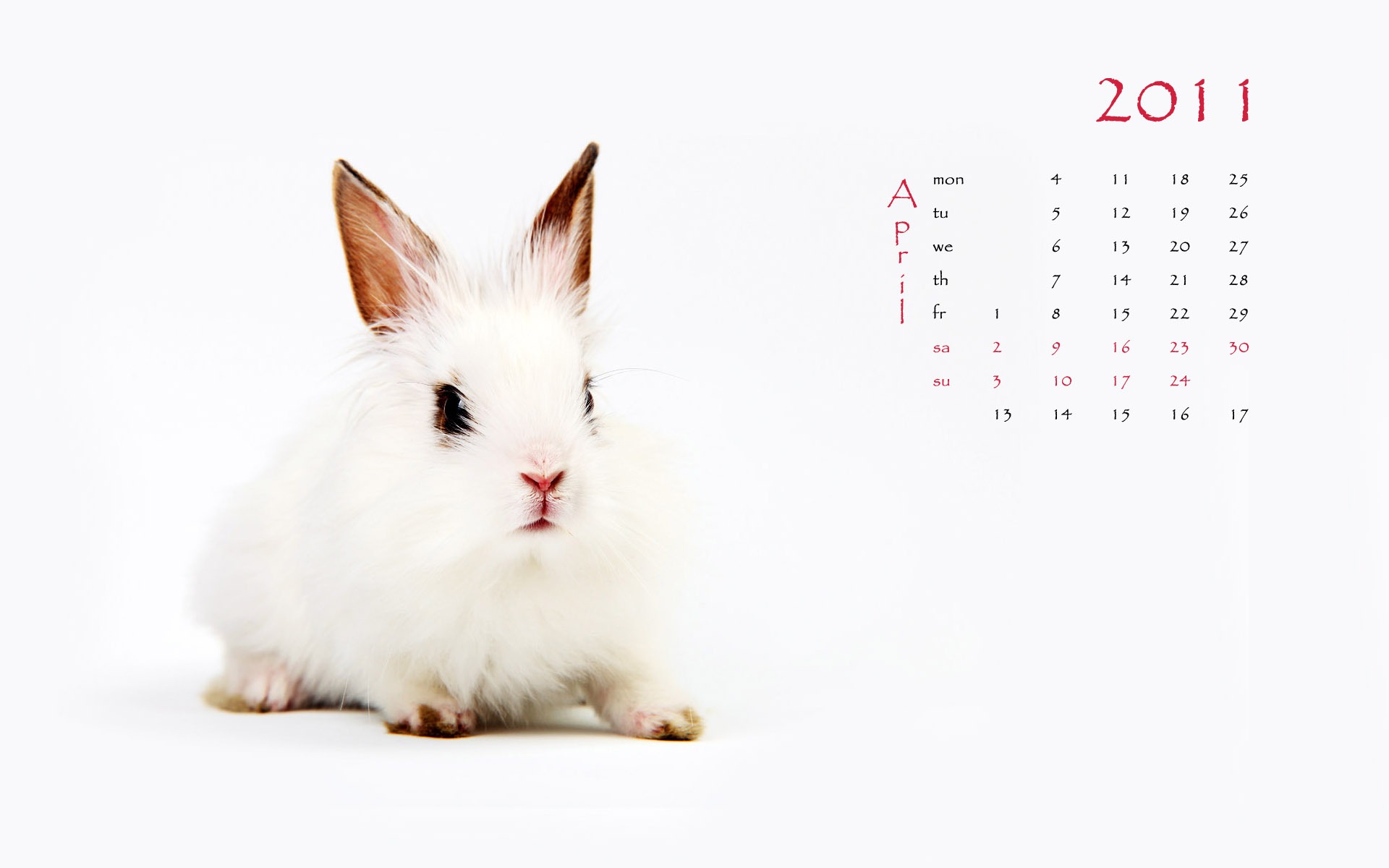 Année du papier peint Rabbit calendrier 2011 (1) #4 - 1920x1200