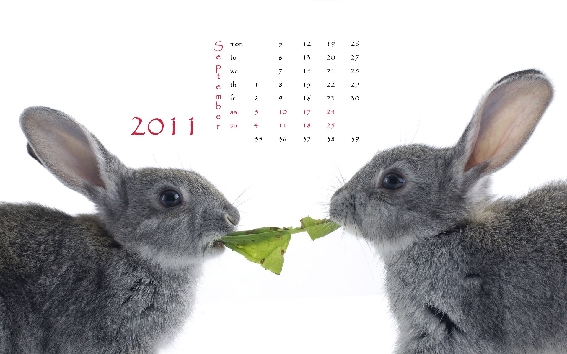 Year of the Rabbit 2011 calendar wallpaper (1) #9 - 1920x1200