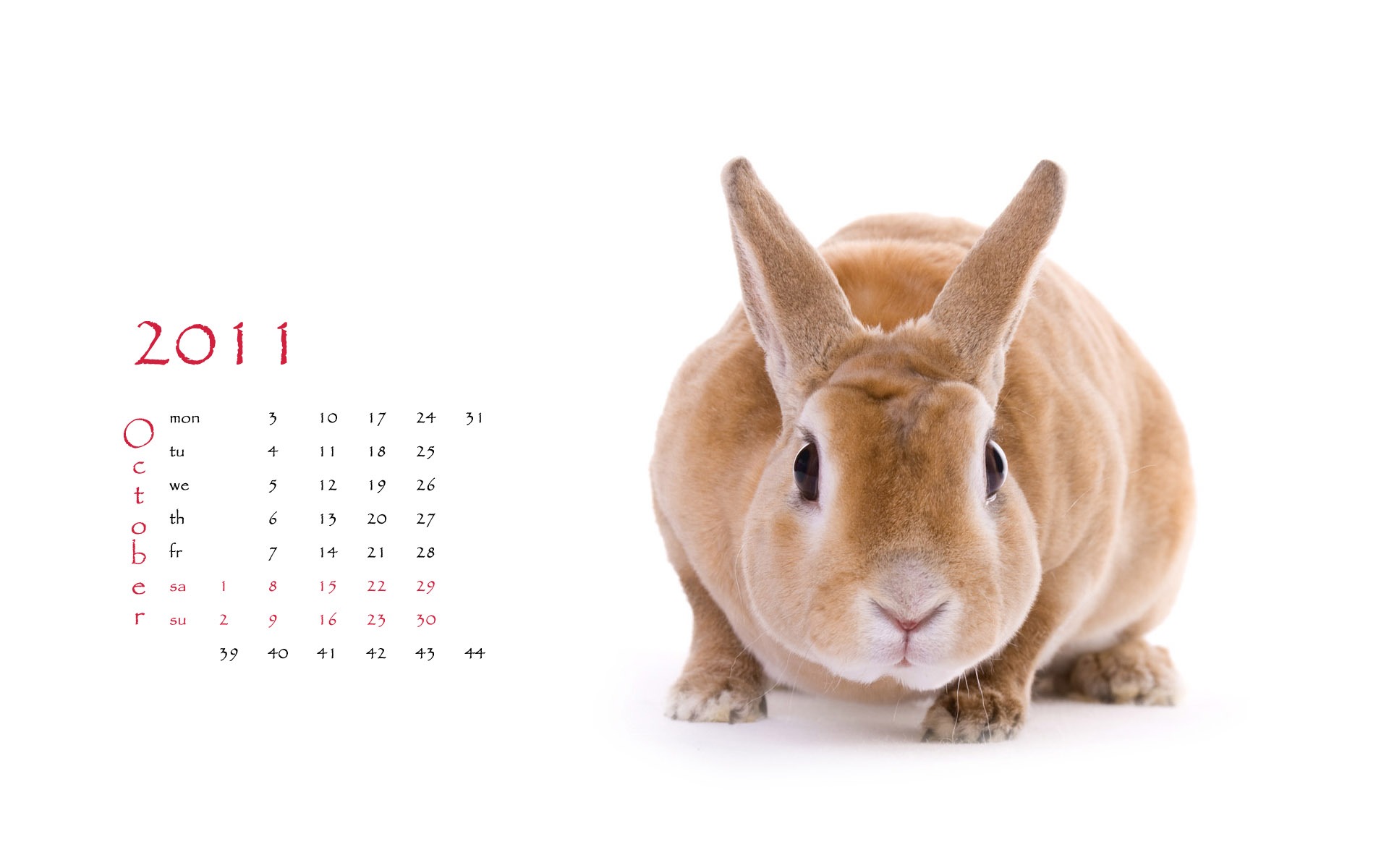 Year of the Rabbit 2011 calendar wallpaper (1) #10 - 1920x1200