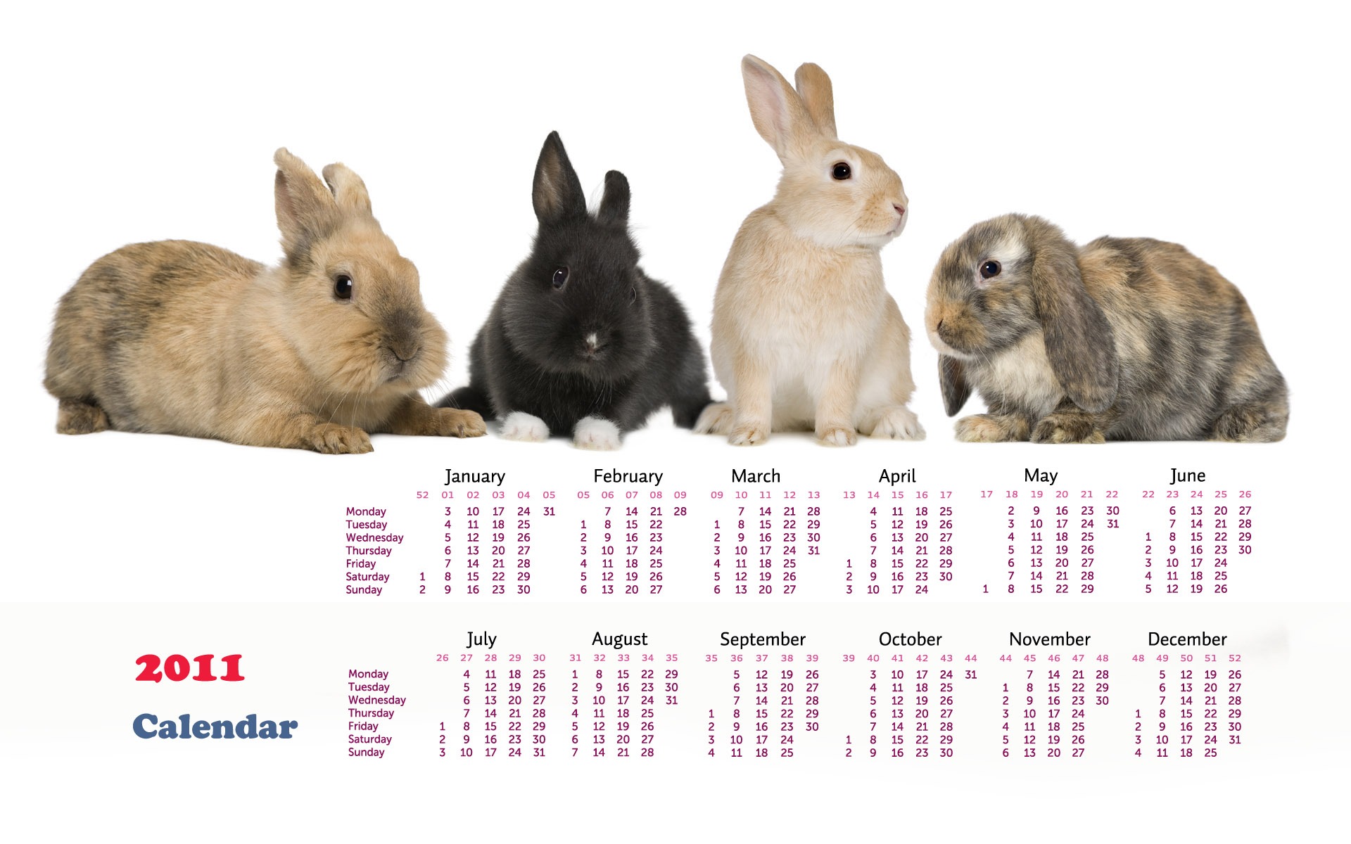 Year of the Rabbit 2011 calendar wallpaper (1) #16 - 1920x1200