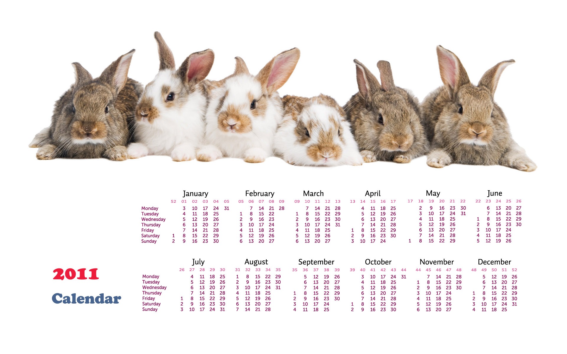 Año del Conejo fondos de escritorio calendario 2011 (1) #19 - 1920x1200
