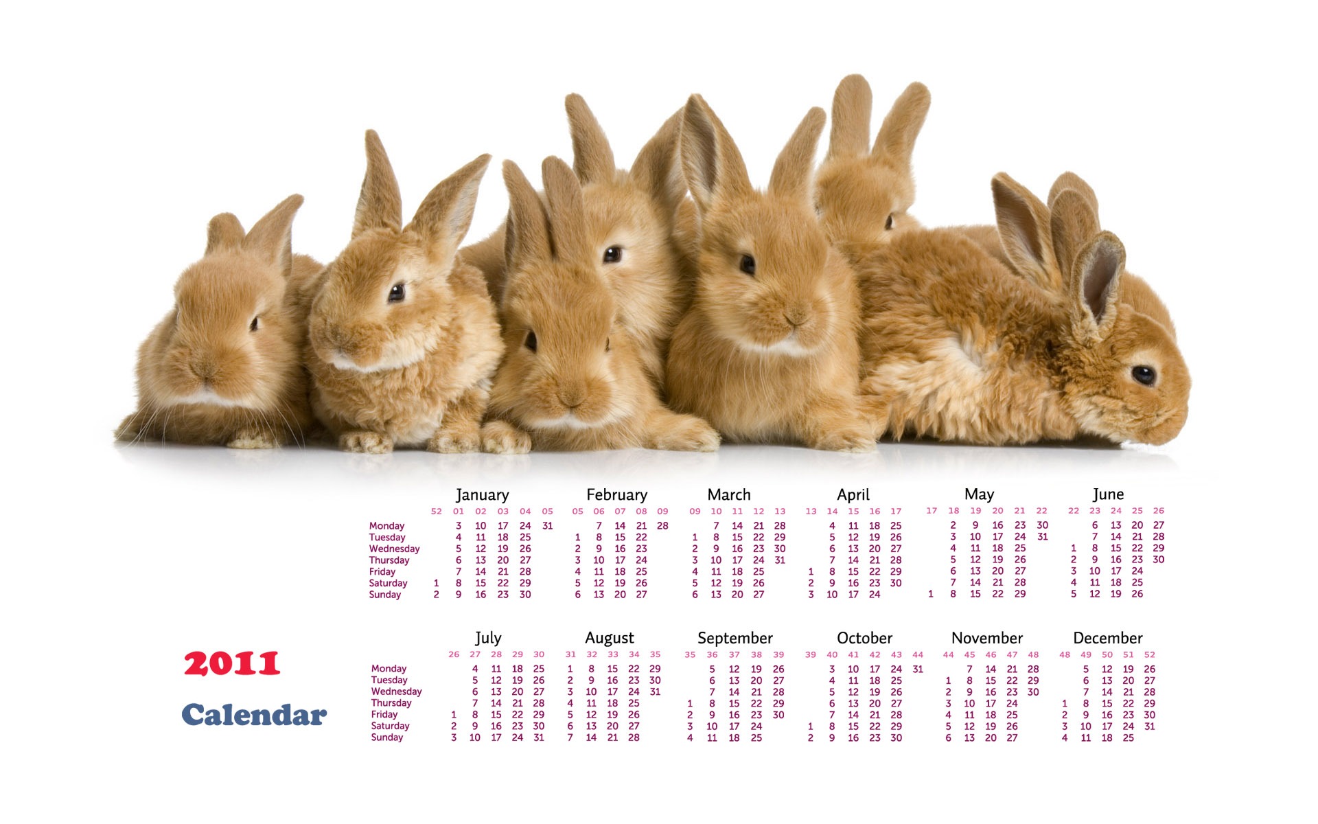 Année du papier peint Rabbit calendrier 2011 (1) #20 - 1920x1200