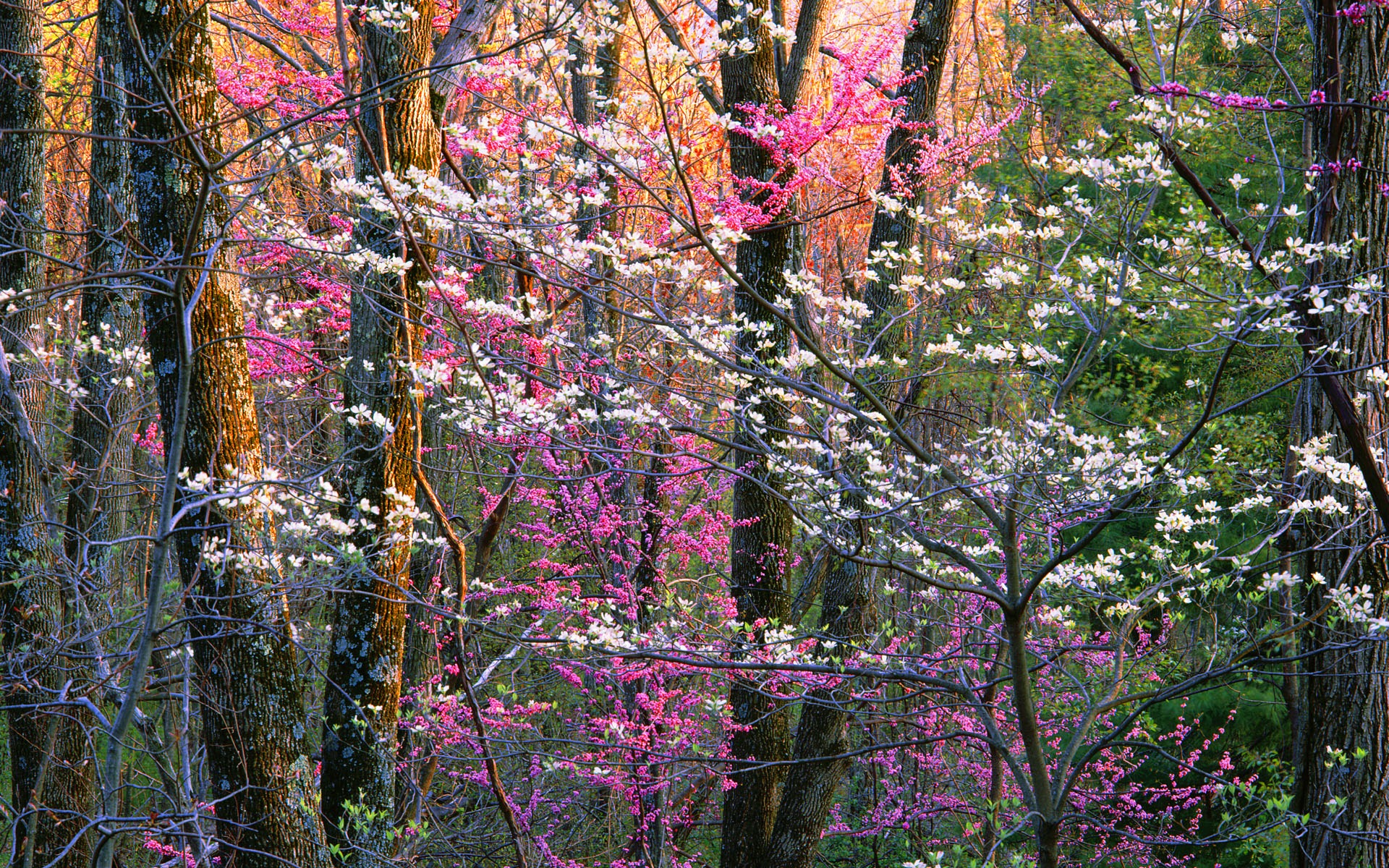 Windows 8 官方全景主題壁紙，海浪，森林，雄偉高山 #3 - 1920x1200