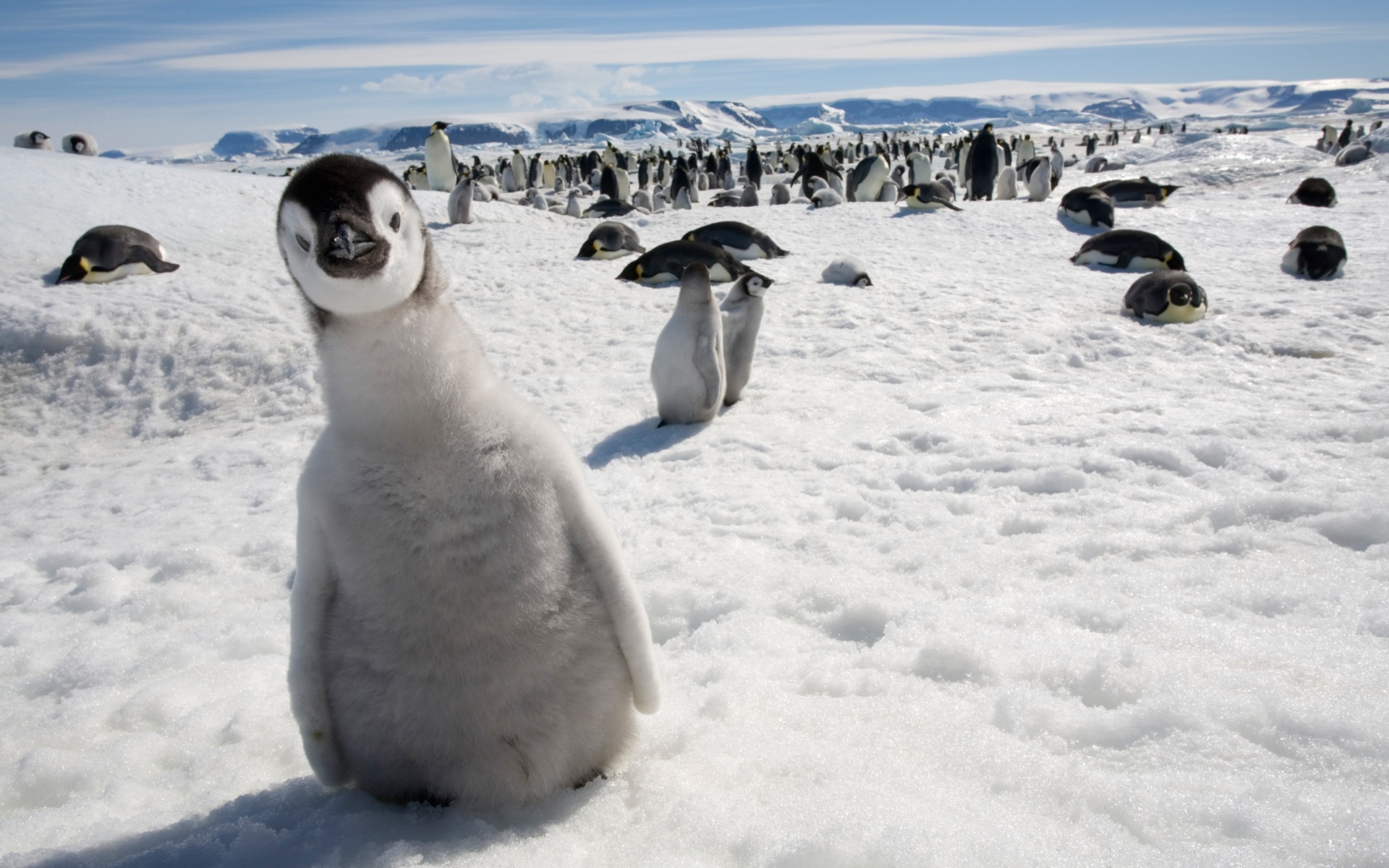Windowsの8壁紙：南極、雪の風景、南極のペンギン #4 - 1920x1200
