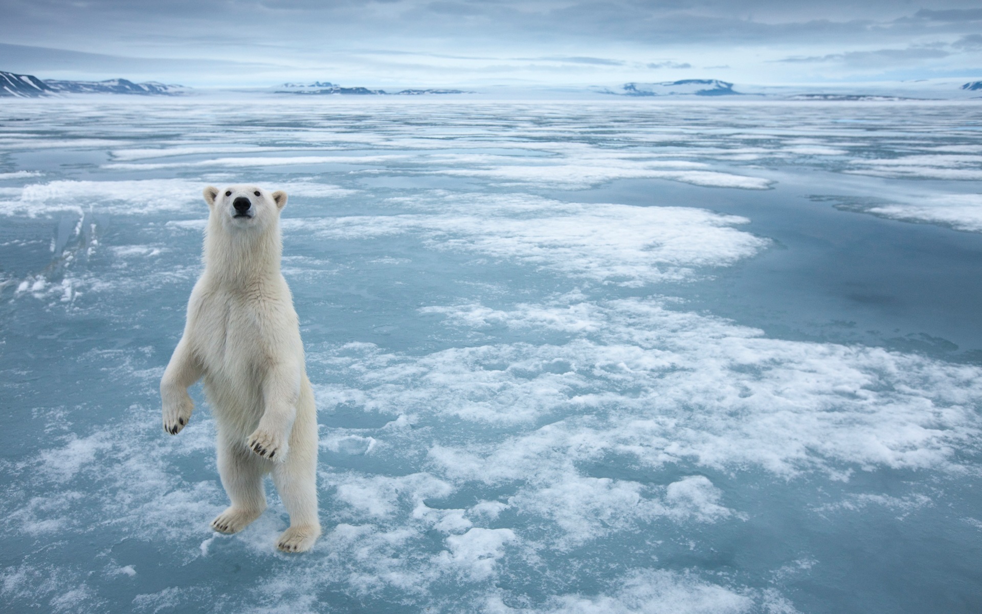 Windows 8 壁纸：北极圈，自然生态风景，北极动物6 - 1920x1200