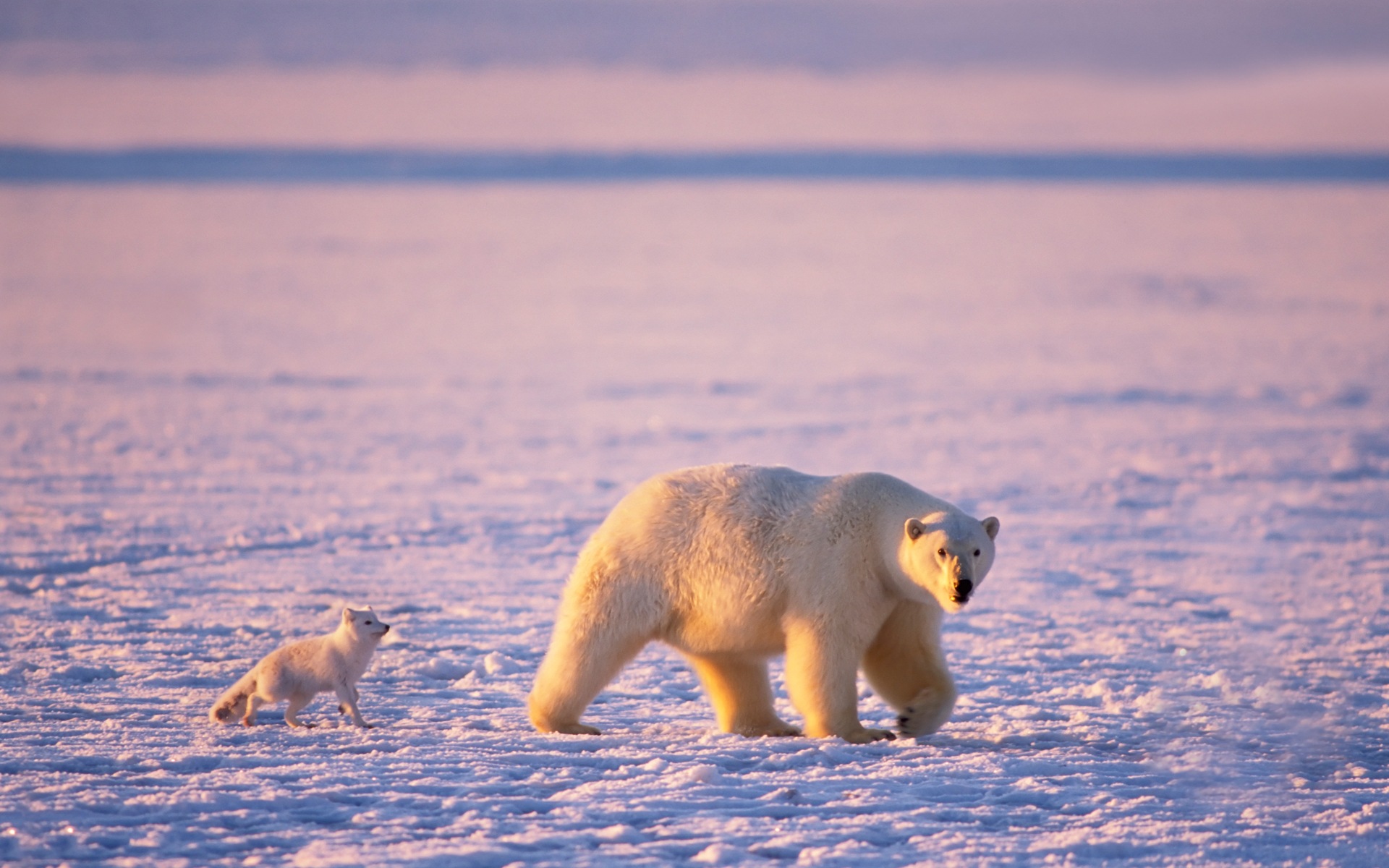 Windows 8 壁纸：北极圈，自然生态风景，北极动物10 - 1920x1200