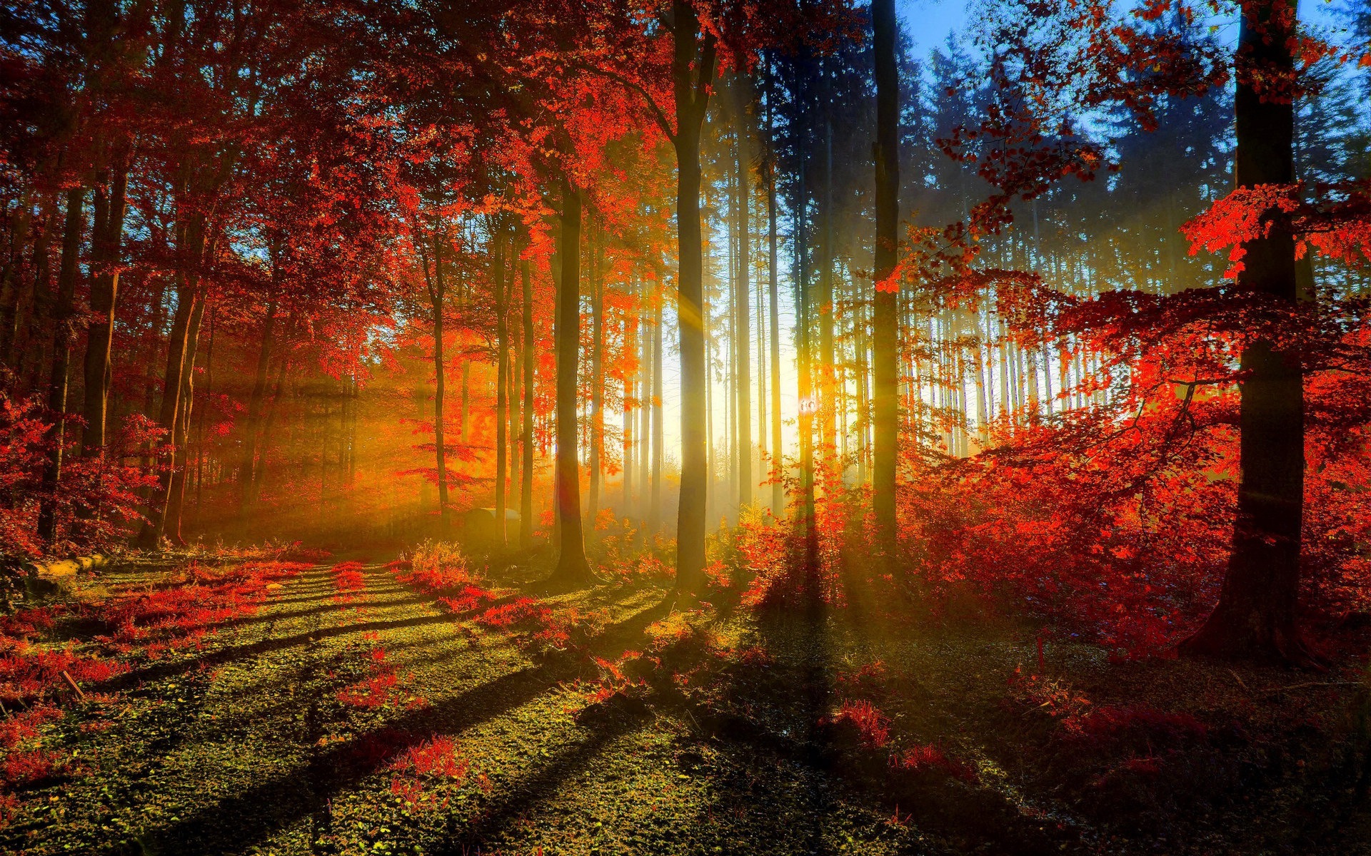 가을 붉은 숲 나무의 HD 벽지를 나뭇잎 #1 - 1920x1200