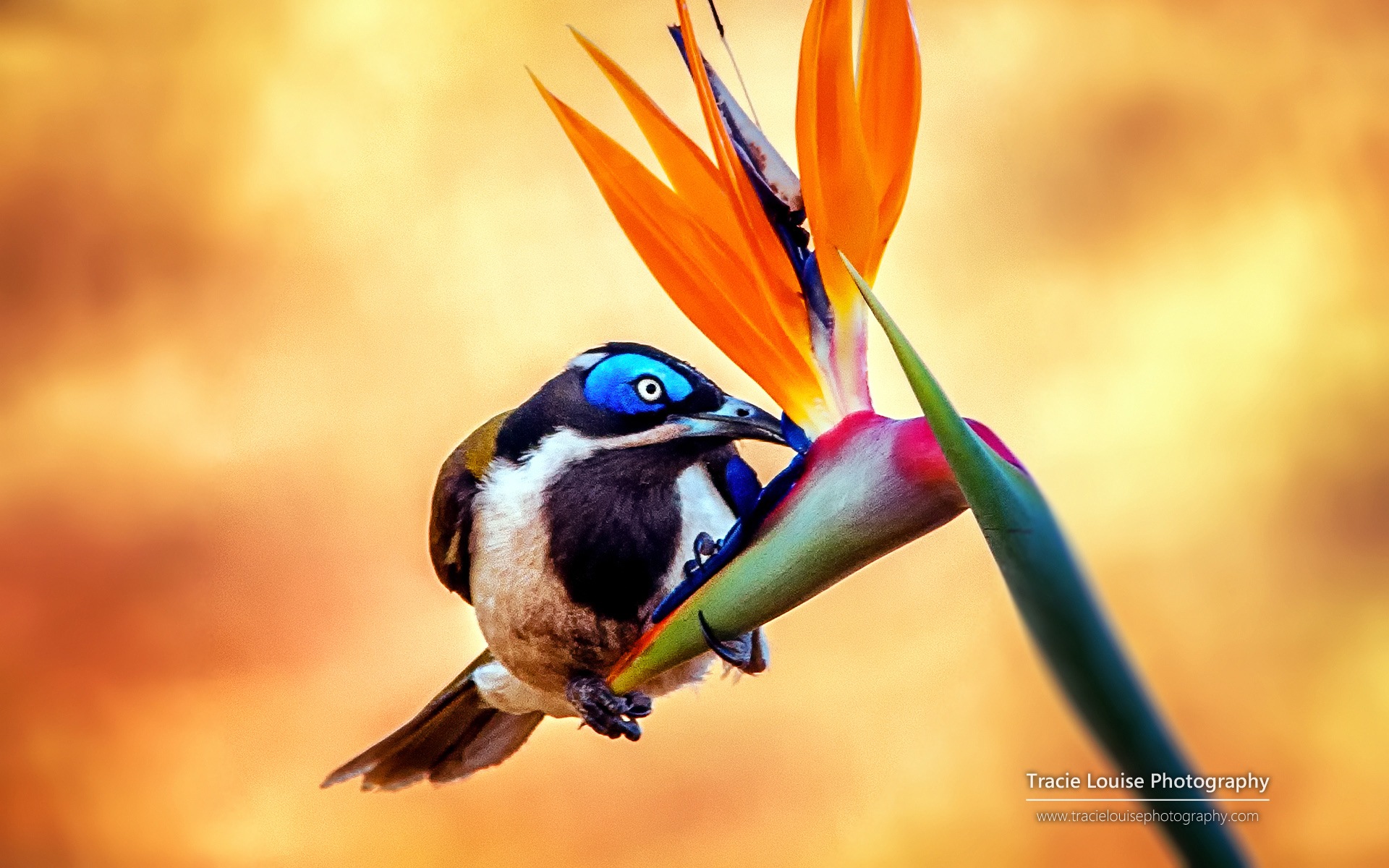 Colorful birds, Windows 8 theme wallpaper #2 - 1920x1200