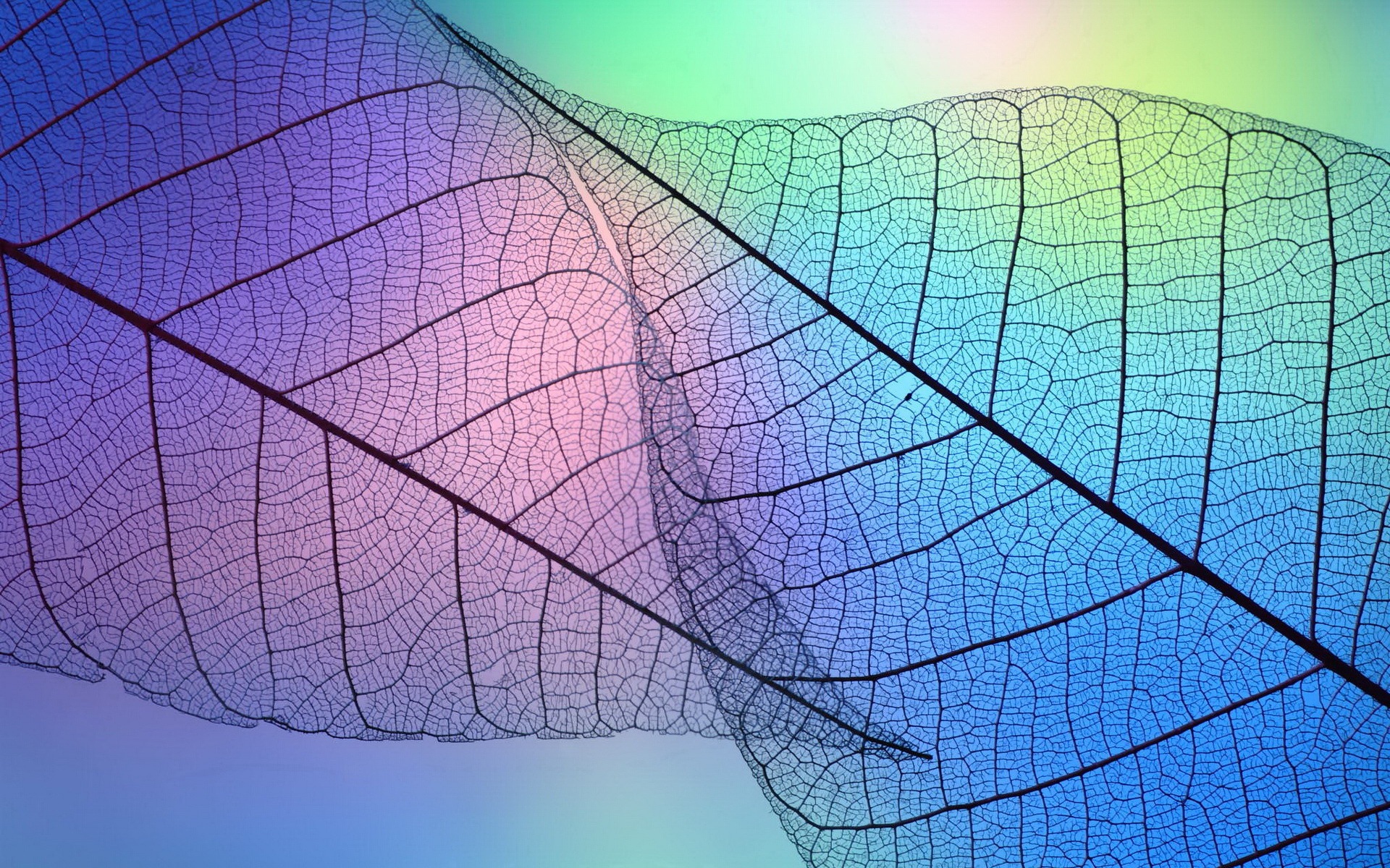 Leaf vein HD photography wallpaper #9 - 1920x1200